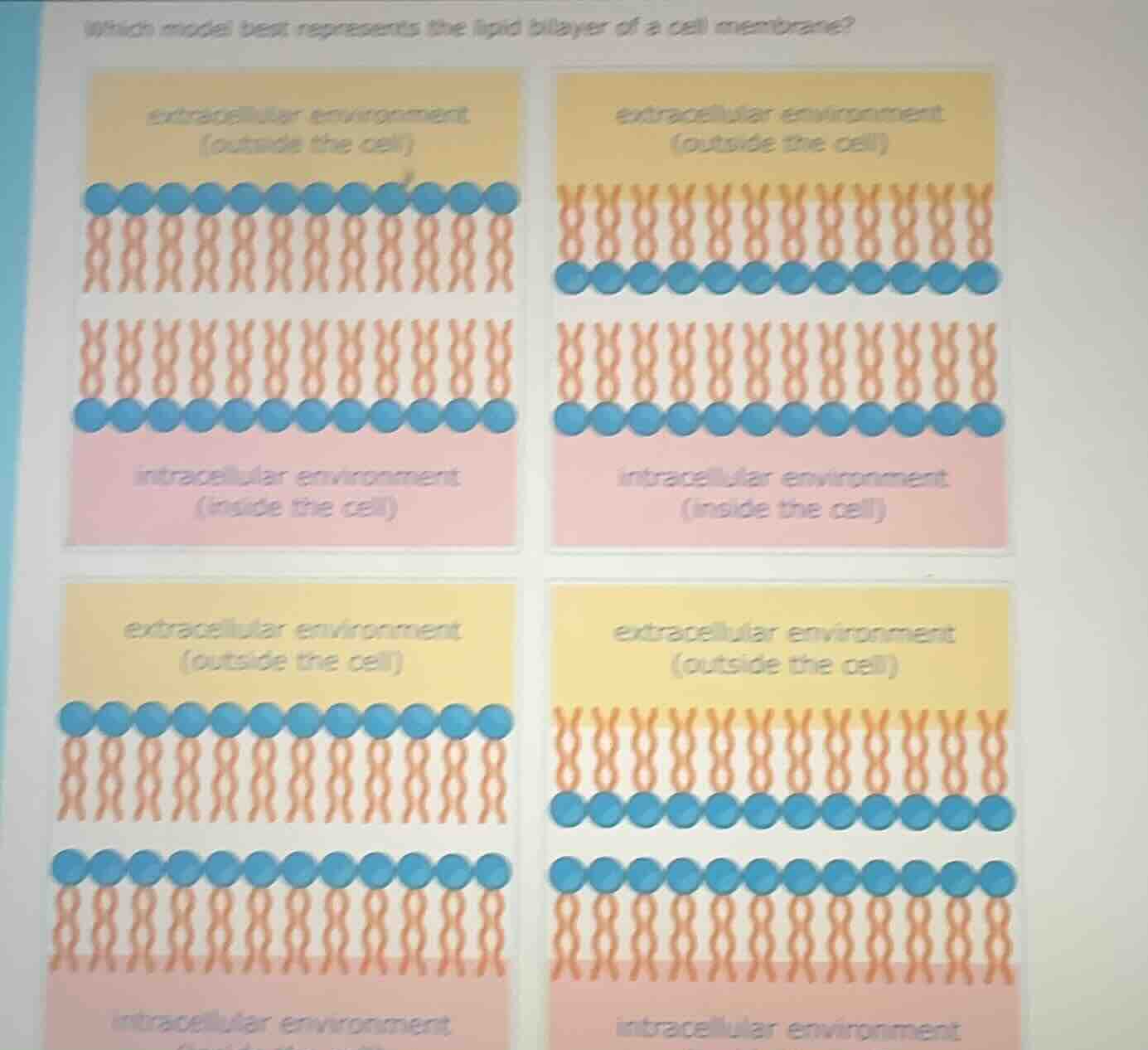 which model best represents the lipid bilayer of a cell membrane? extra…