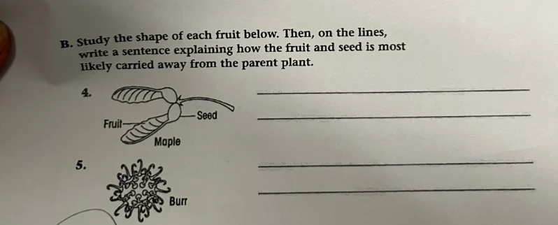 b. study the shape of each fruit below. then, on the lines, write a sen…