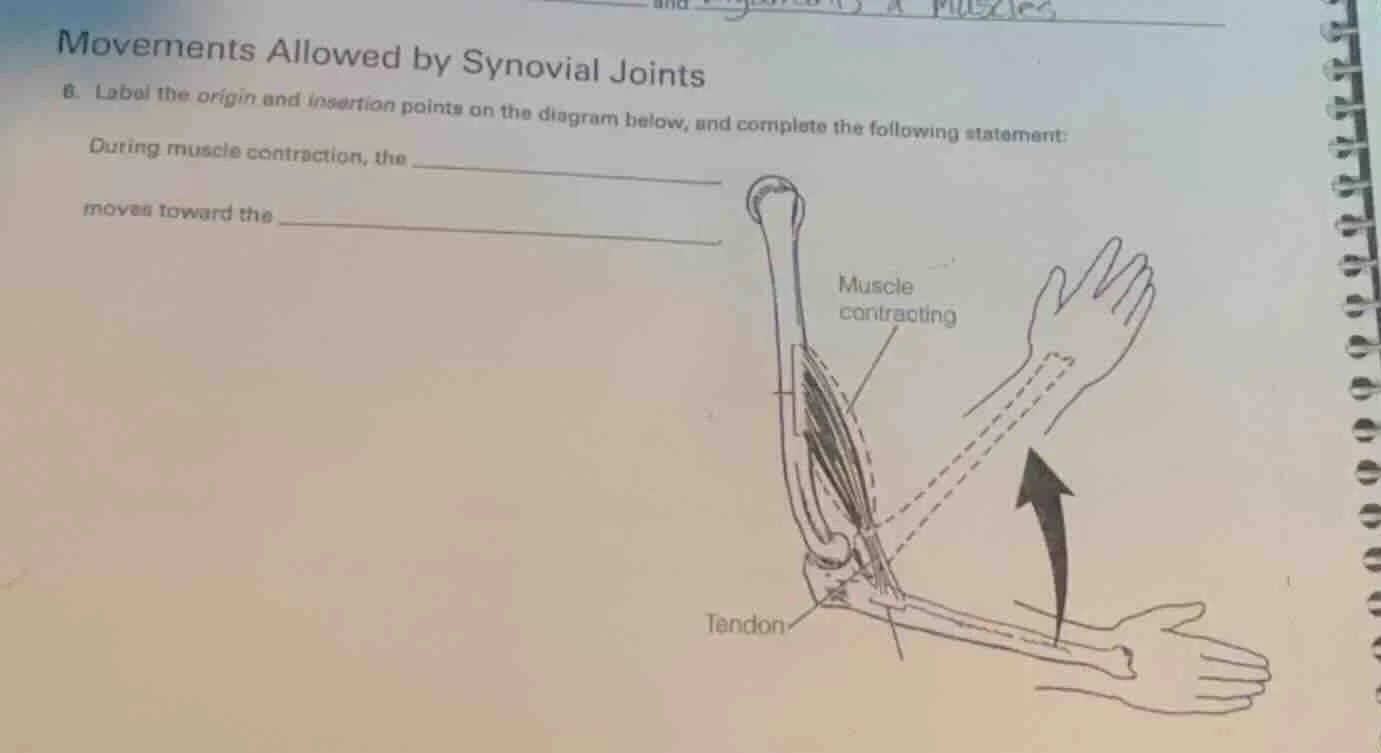 movements allowed by synovial joints 6. label the origin and insertion …