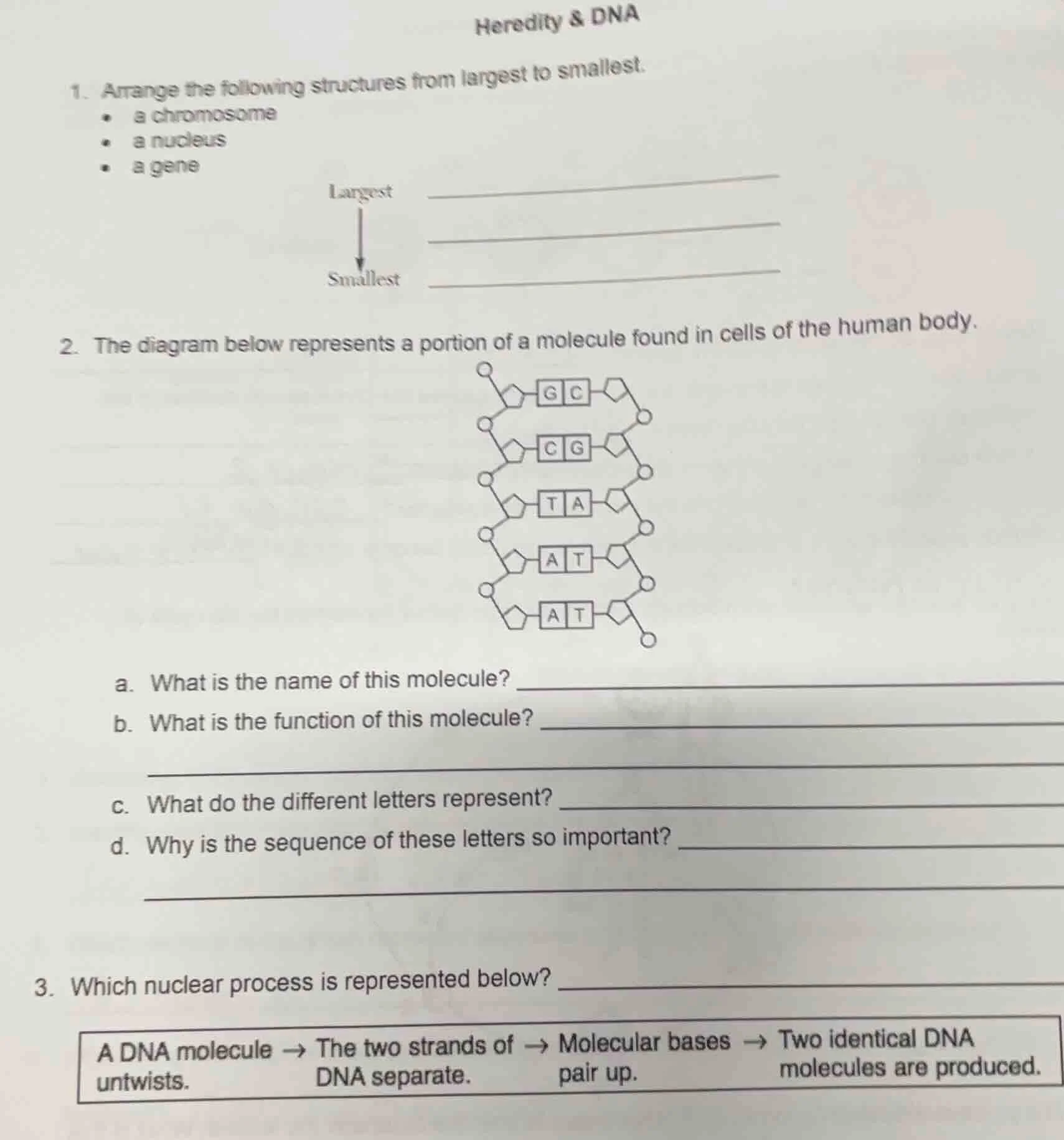 heredity & dna 1. arrange the following structures from largest to smal…