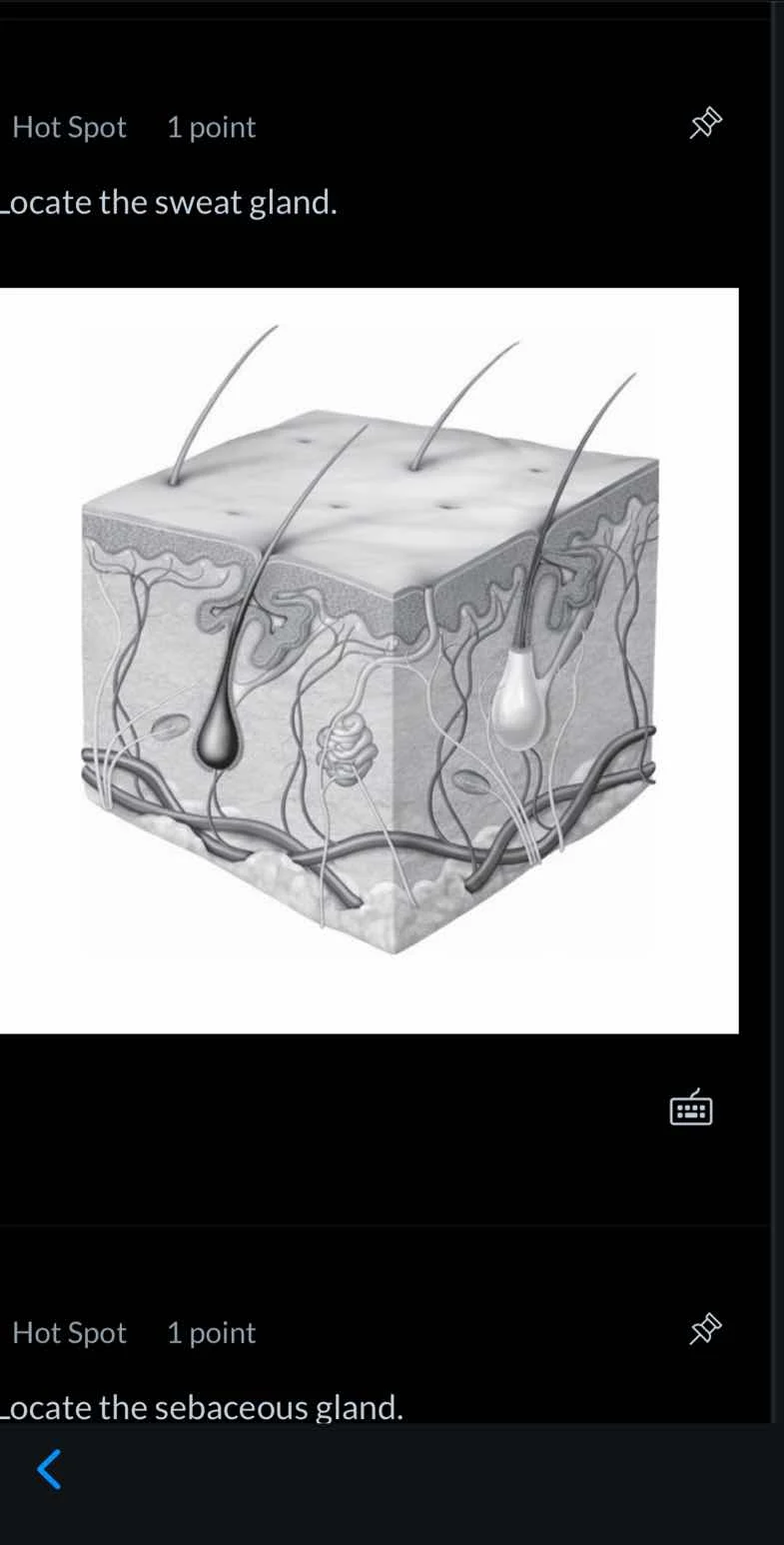 hot spot 1 point locate the sweat gland. hot spot 1 point locate the se…