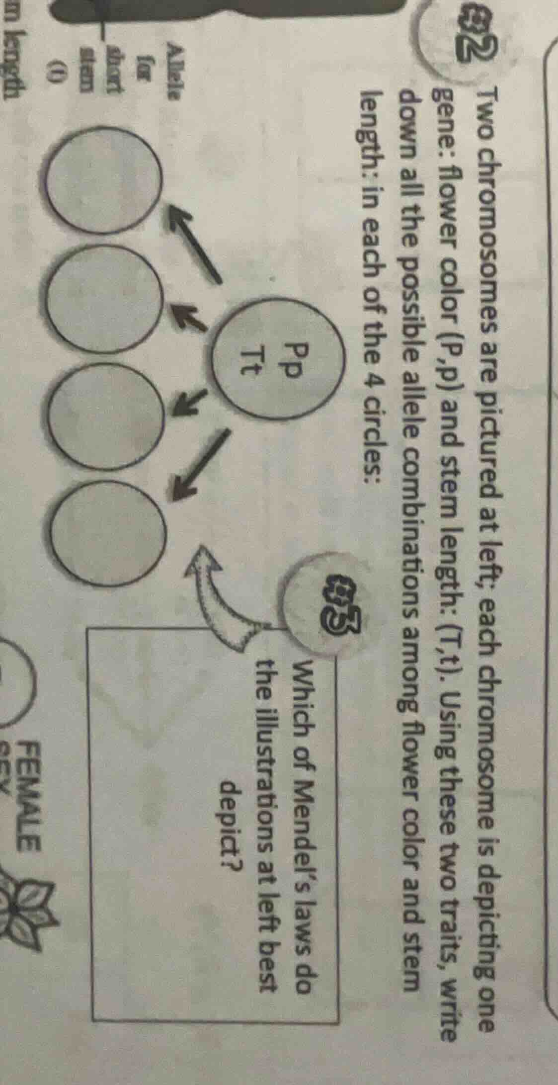 two chromosomes are pictured at left; each chromosome is depicting one …