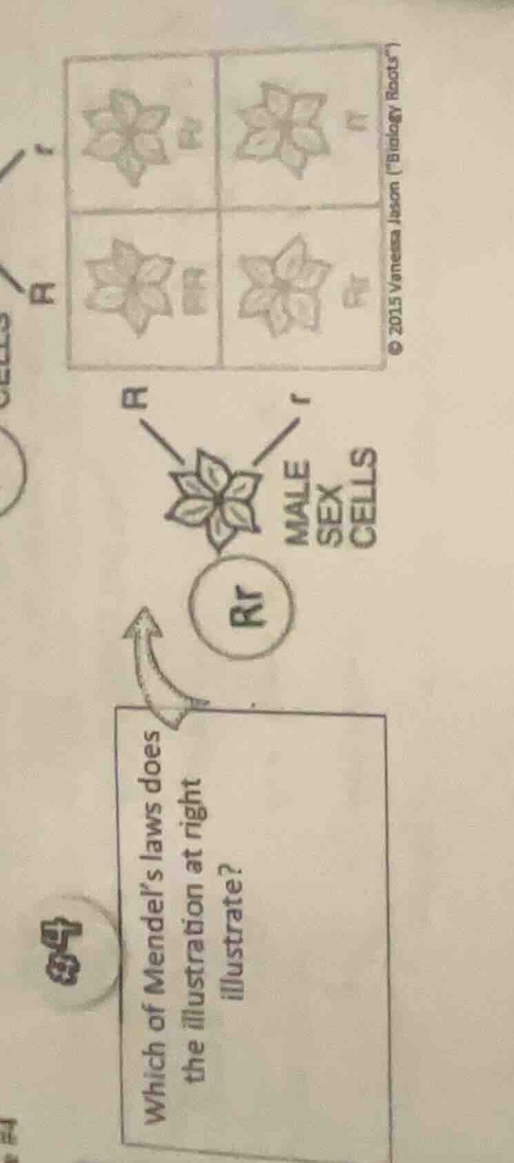 which of mendel’s laws does the illustration at right illustrate? (ther…