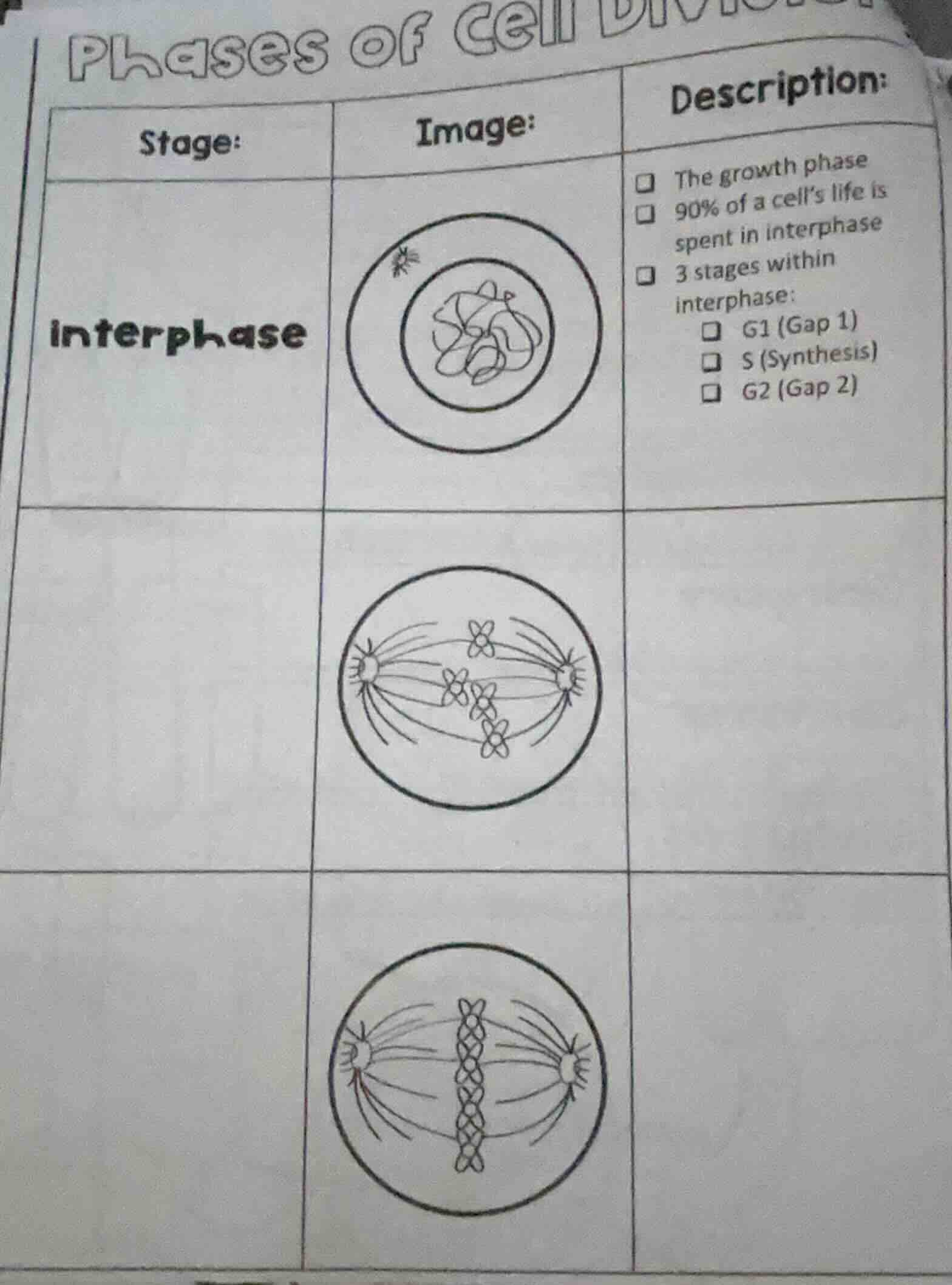 phases of cell division stage: | image: | description: interphase | ima…