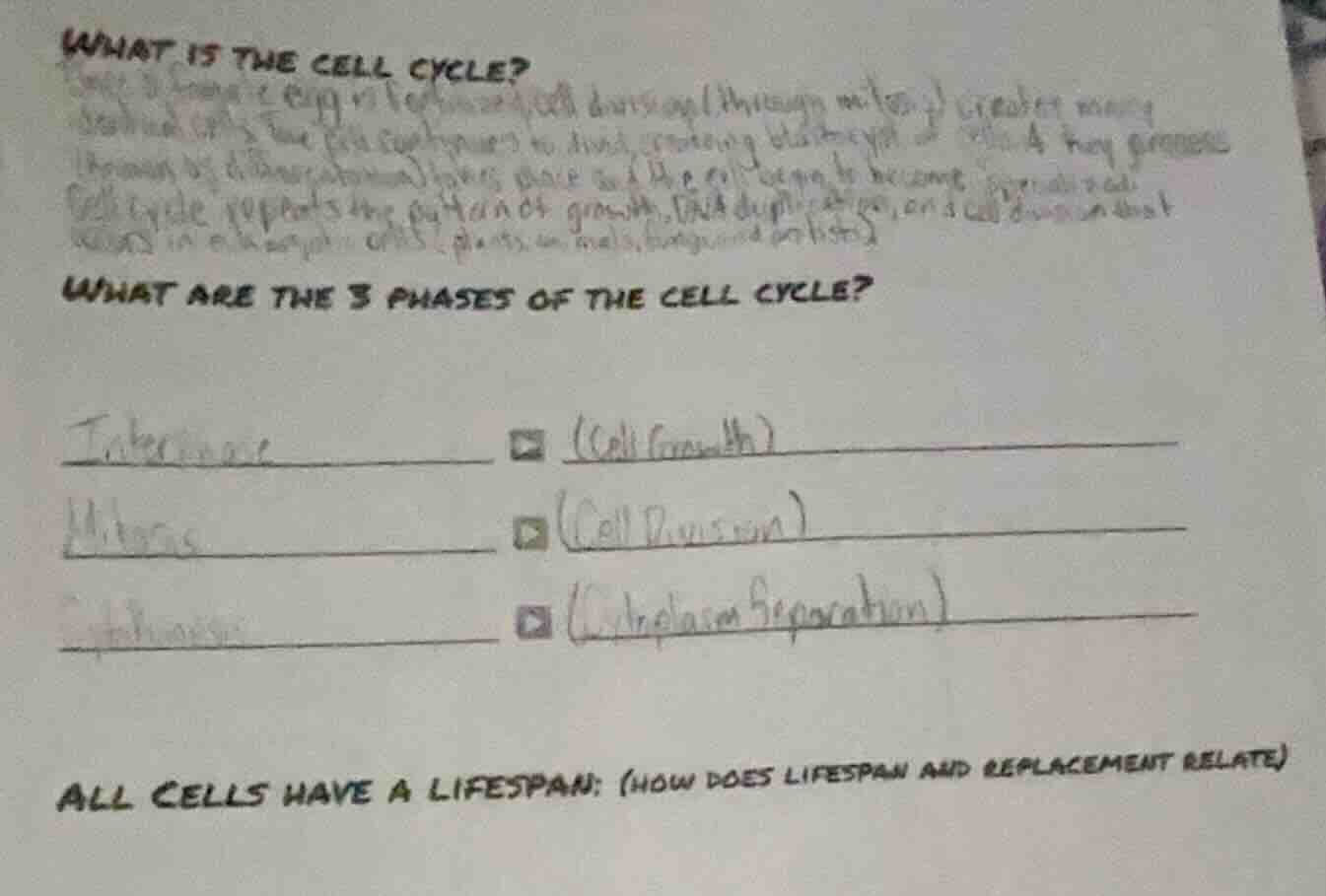 what is the cell cycle? (some text about cell cycle description) what a…
