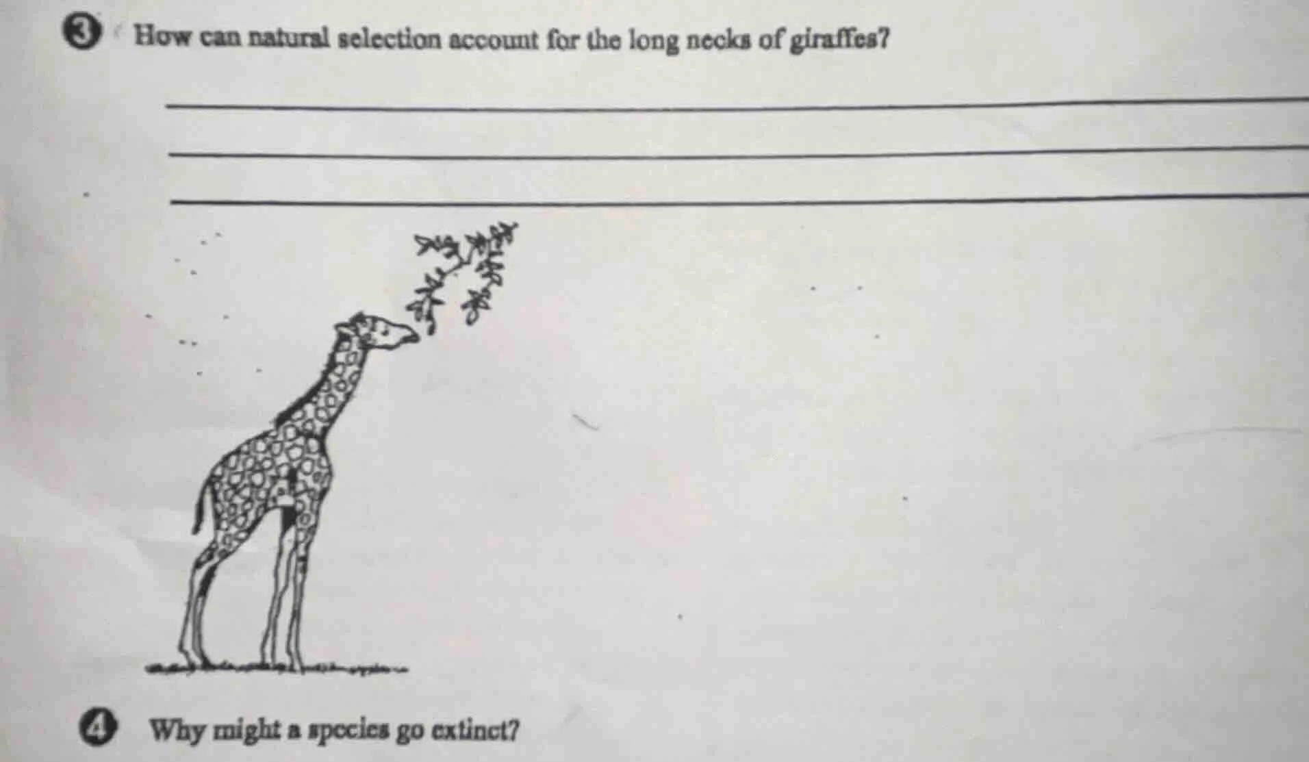 3 how can natural selection account for the long necks of giraffes? 4 w…