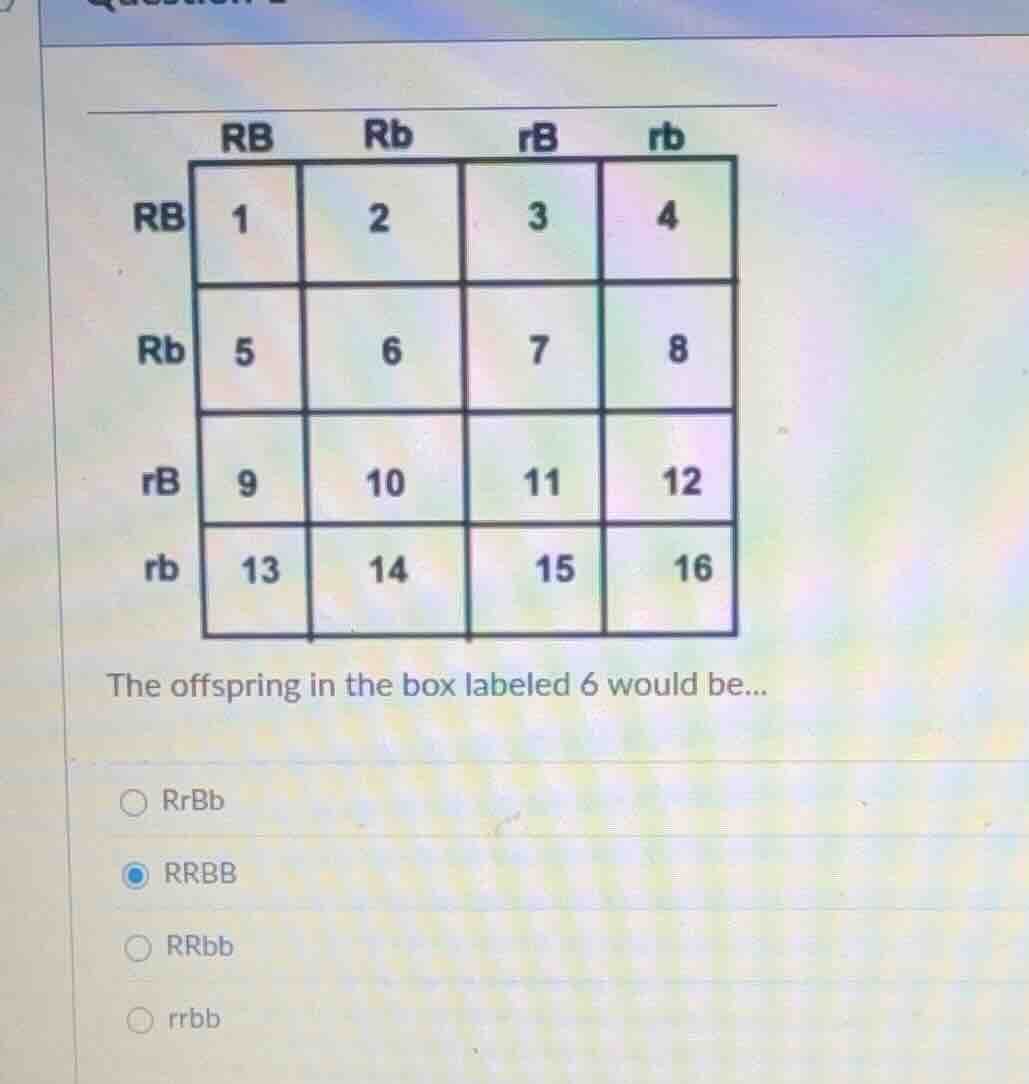 rb rb rb rb rb 1 2 3 4 rb 5 6 7 8 rb 9 10 11 12 rb 13 14 15 16 the offs…