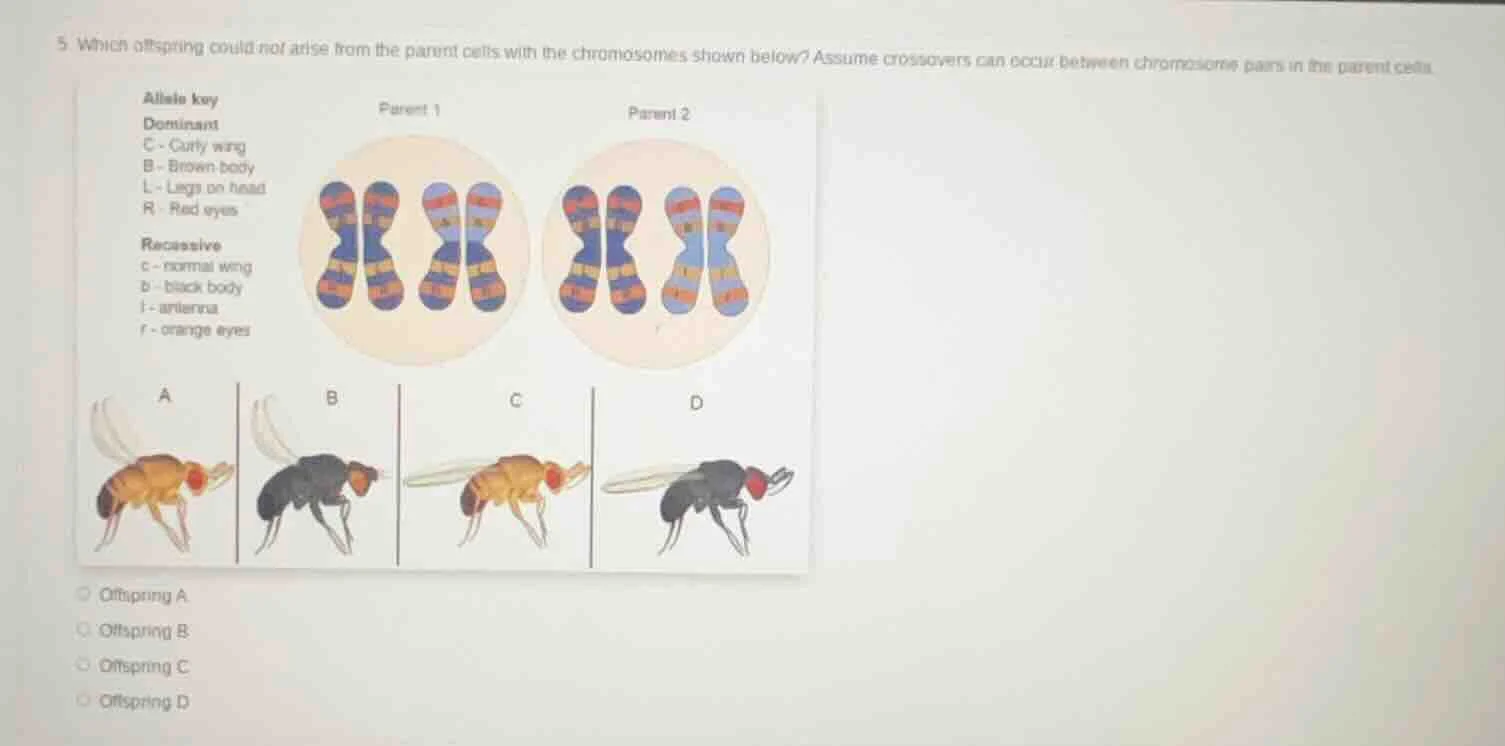 5. which offspring could not arise from the parent cells with the chrom…
