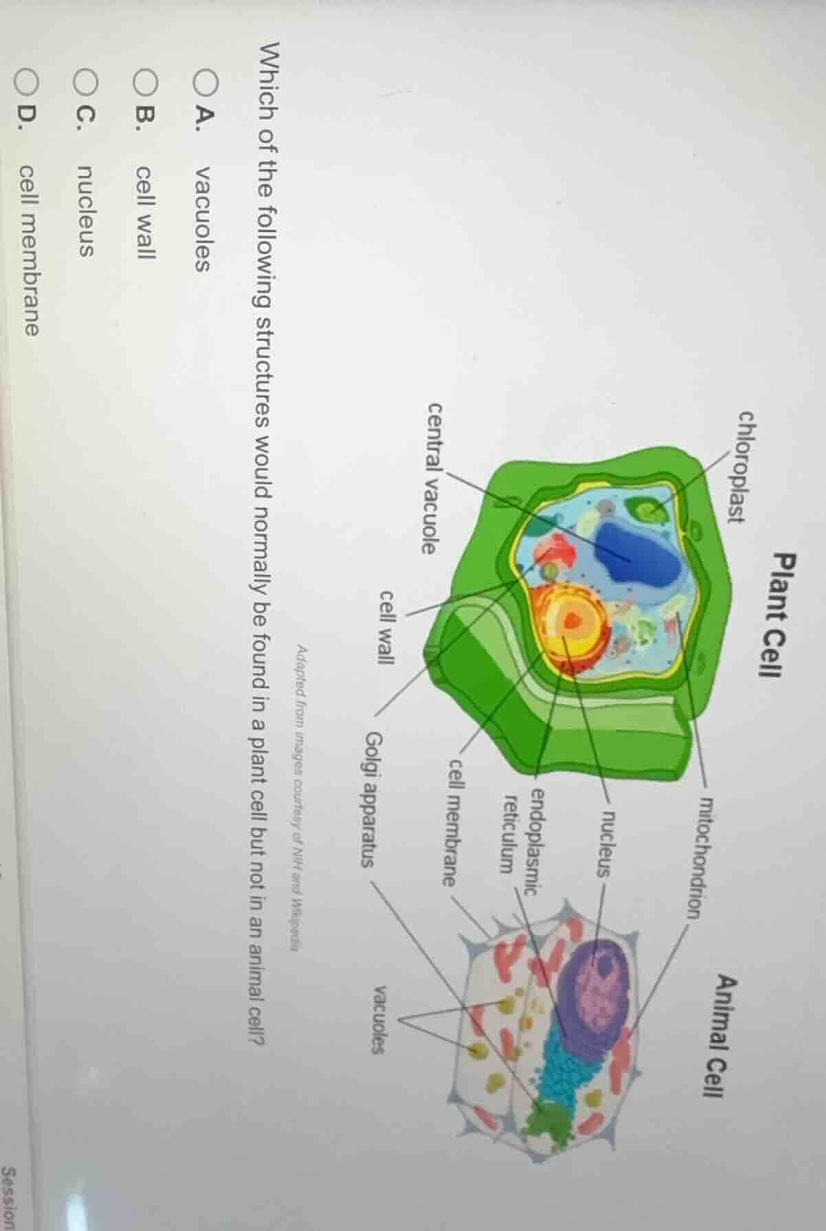 which of the following structures would normally be found in a plant ce…