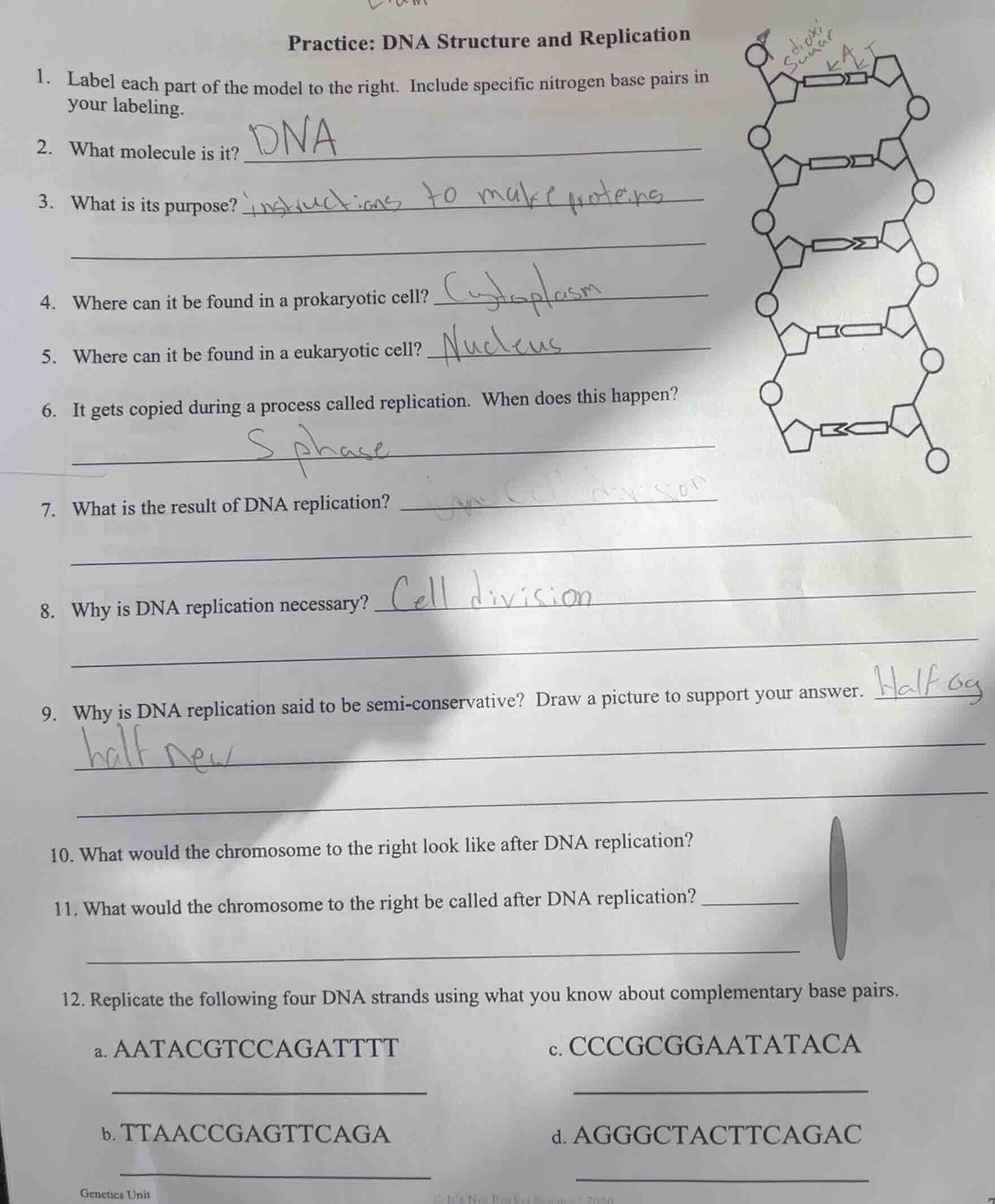 practice: dna structure and replication 1. label each part of the model…