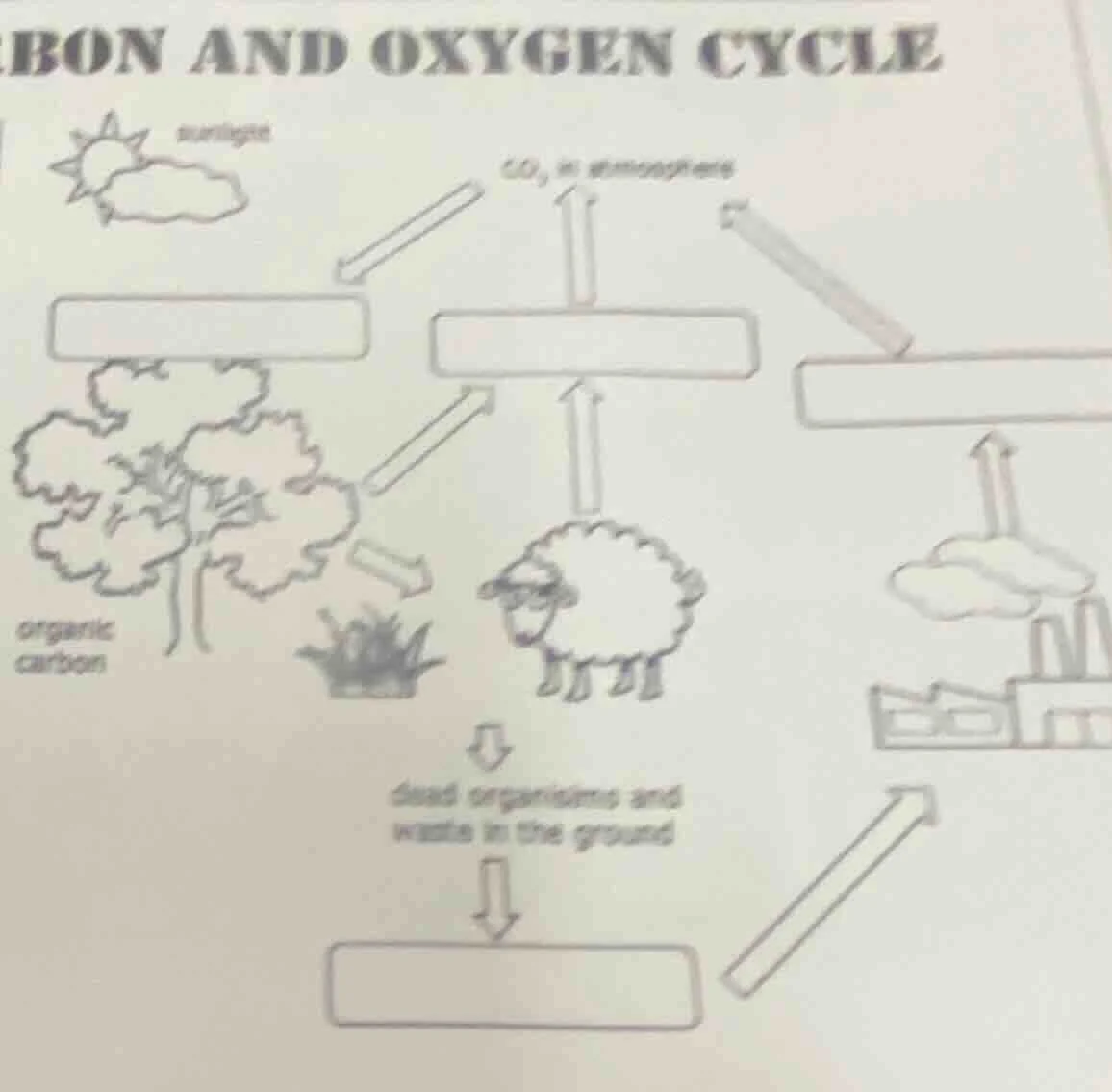 carbon and oxygen cycle sunlight co₂ in atmosphere organic carbon dead …