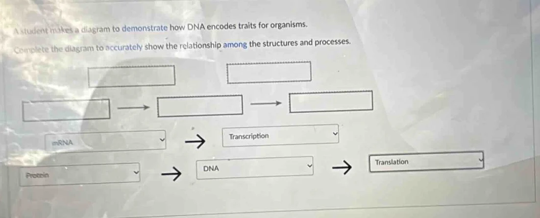 a student makes a diagram to demonstrate how dna encodes traits for org…