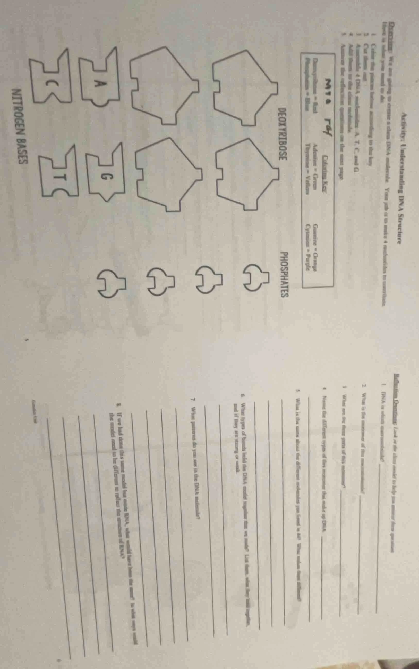 activity: understanding dna structure direction: we are going to create…