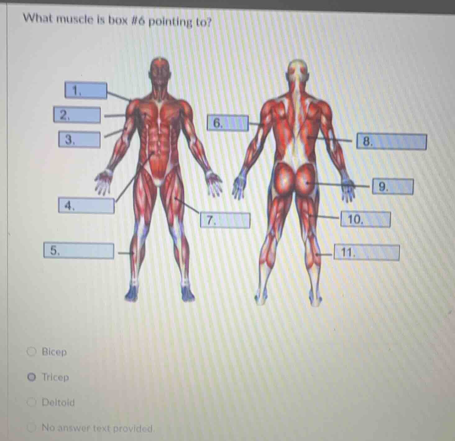 what muscle is box #6 pointing to? options: bicep, tricep, deltoid, no …