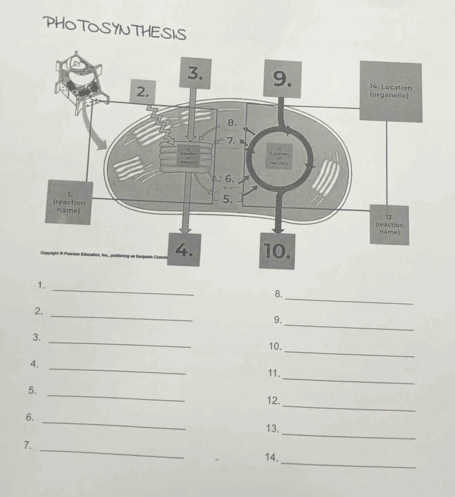 photosynthesis 1. (reaction name) 2. 3. 4. 5. 6. 7. 8. 9. 10. 11. (loca…