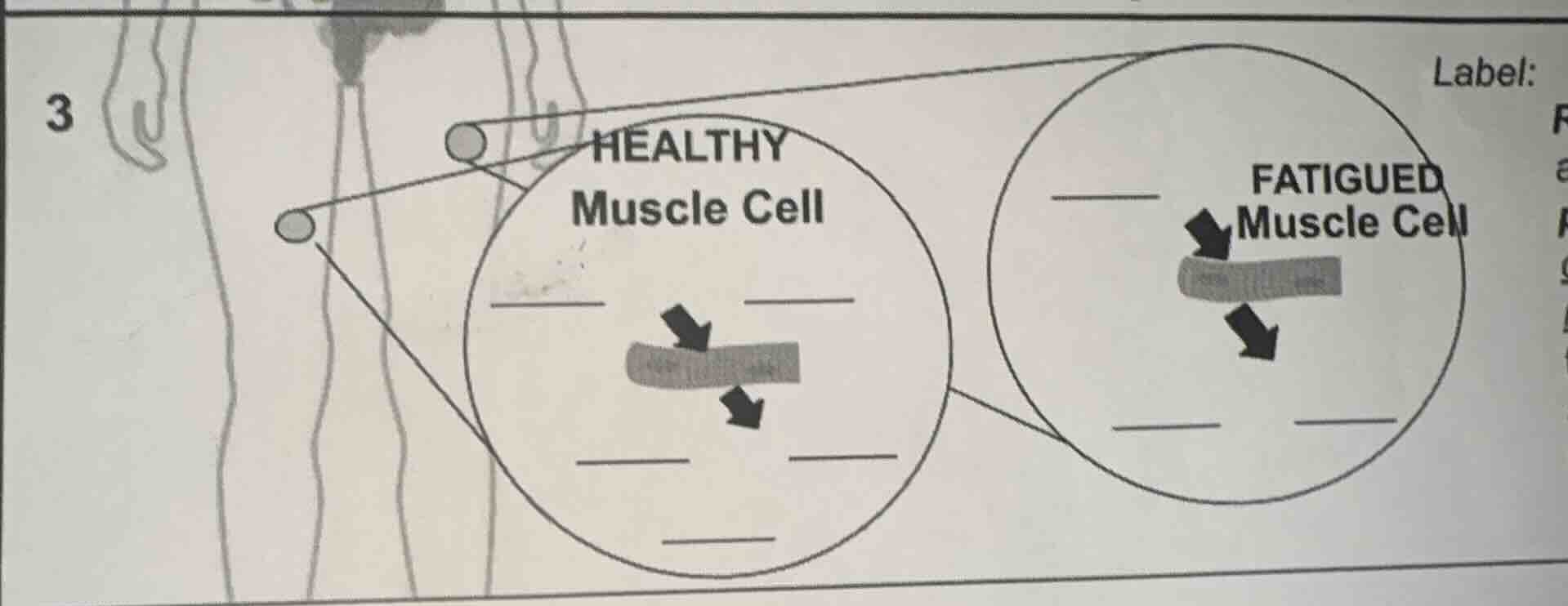 3 healthy muscle cell fatigued muscle cell label: