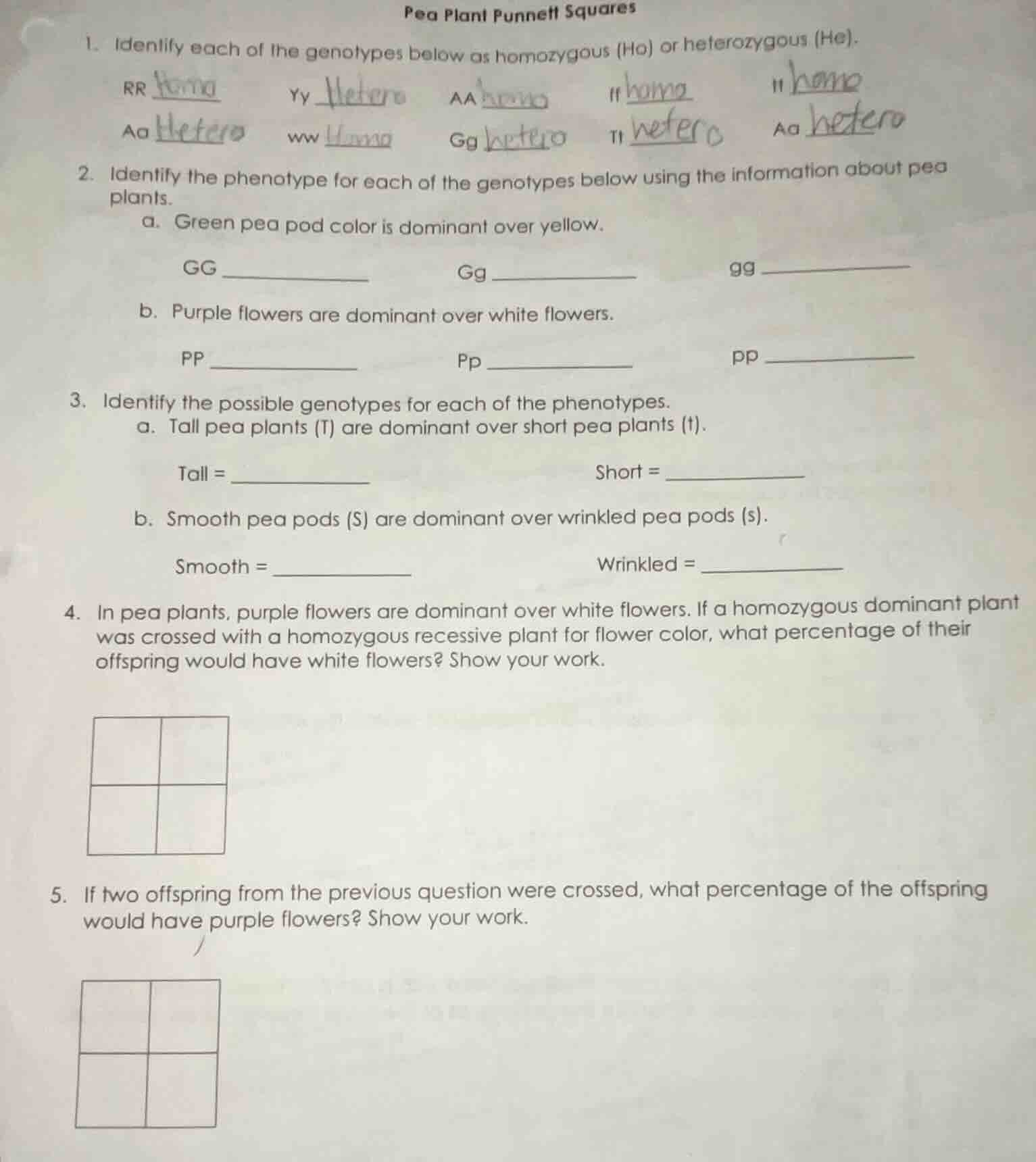 pea plant punnett squares 1. identify each of the genotypes below as ho…