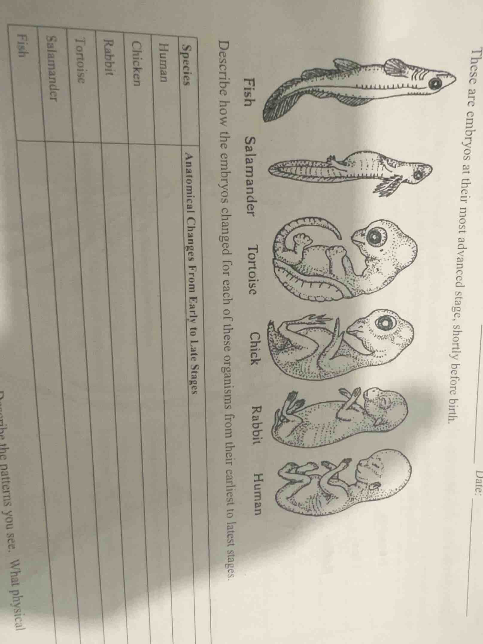 these are embryos at their most advanced stage, shortly before birth. d…