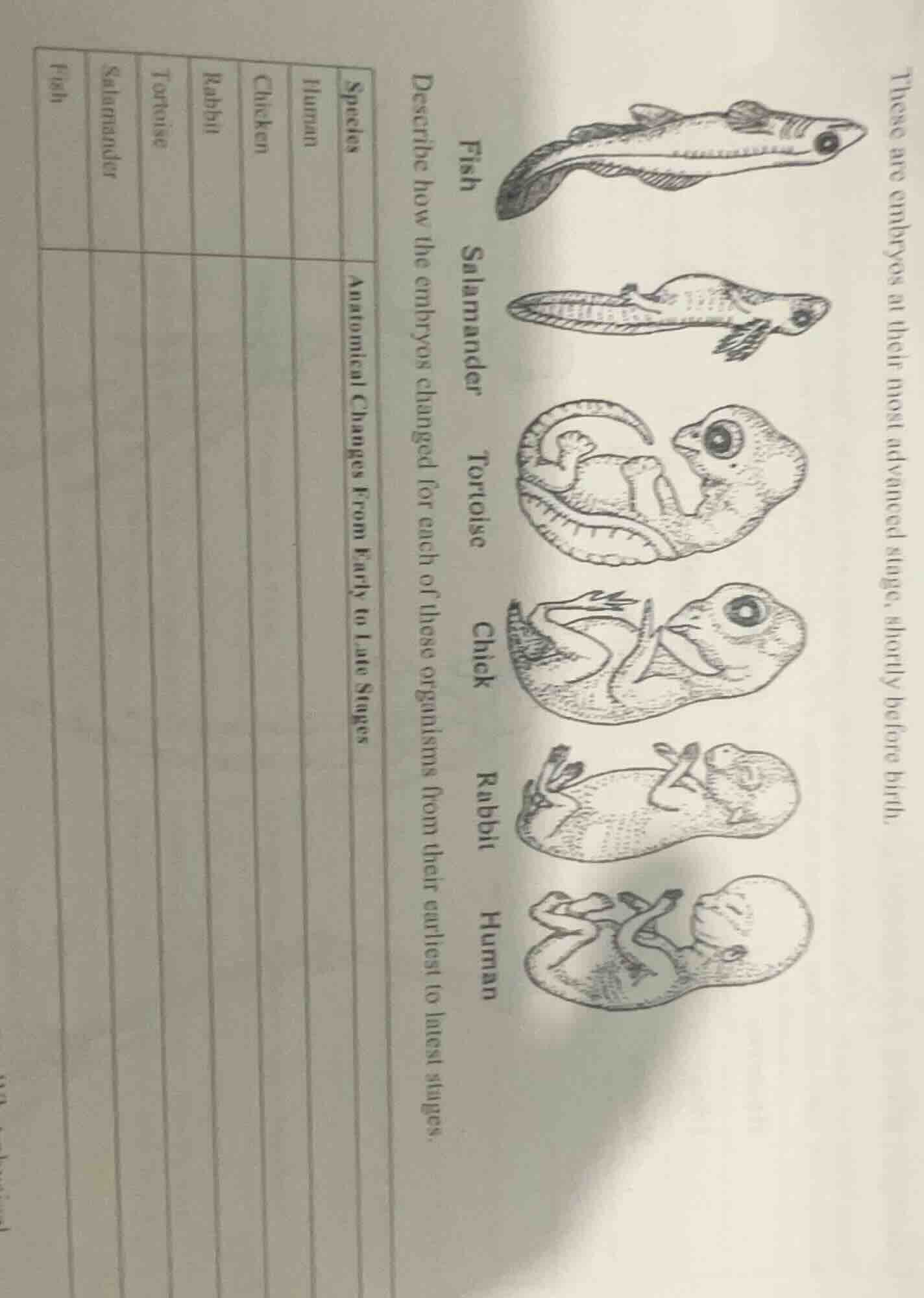 these are embryos at their most advanced stage, shortly before birth. f…