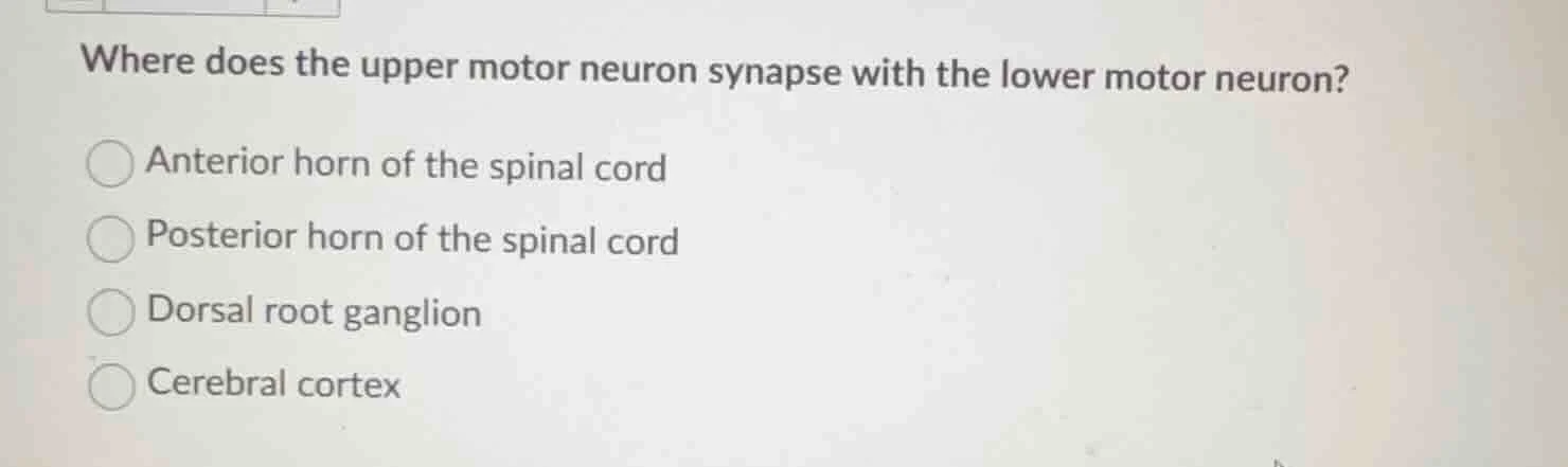 where does the upper motor neuron synapse with the lower motor neuron? …