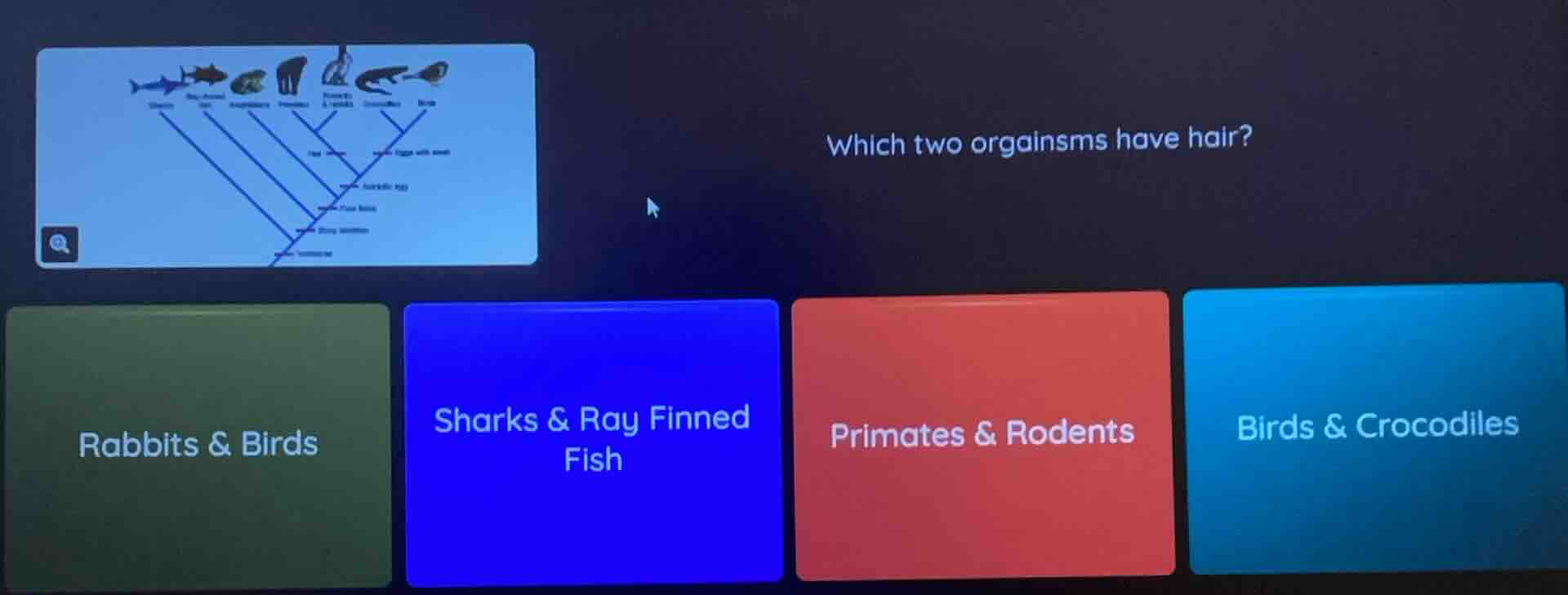 which two organisms have hair? rabbits & birds; sharks & ray finned fis…