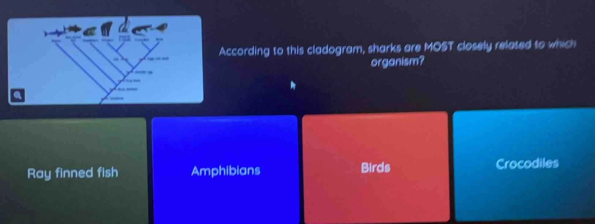 according to this cladogram, sharks are most closely related to which o…