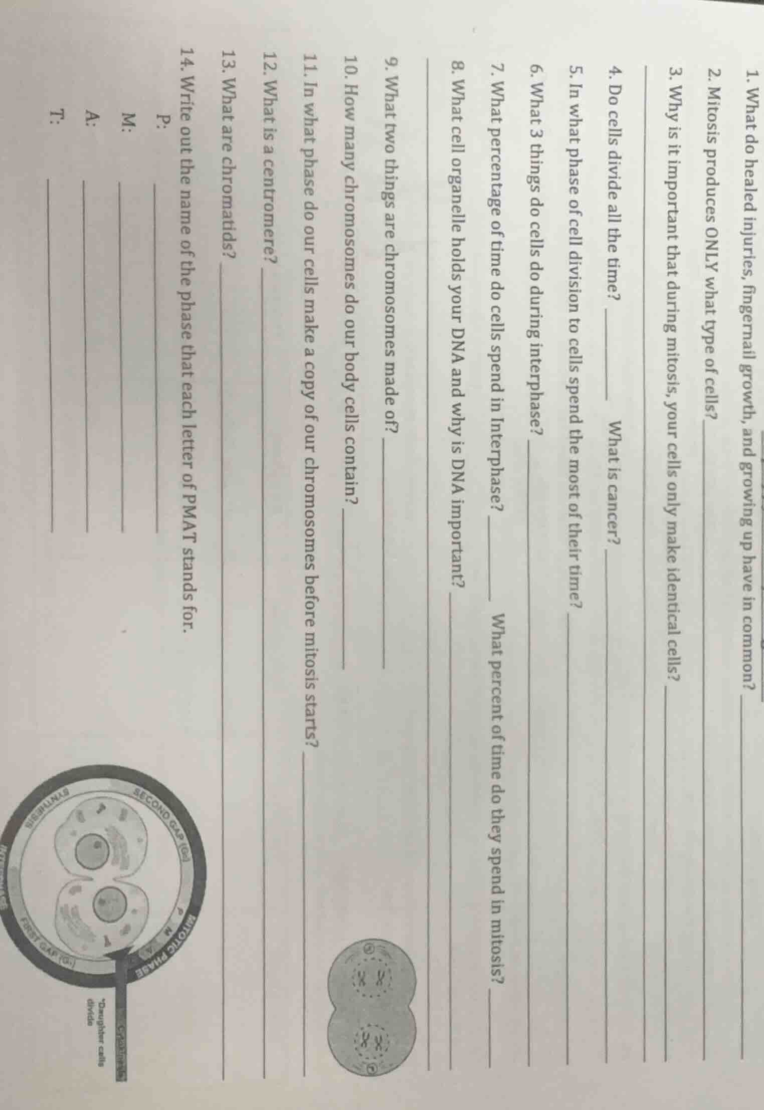 1. what do healed injuries, fingernail growth, and growing up have in c…