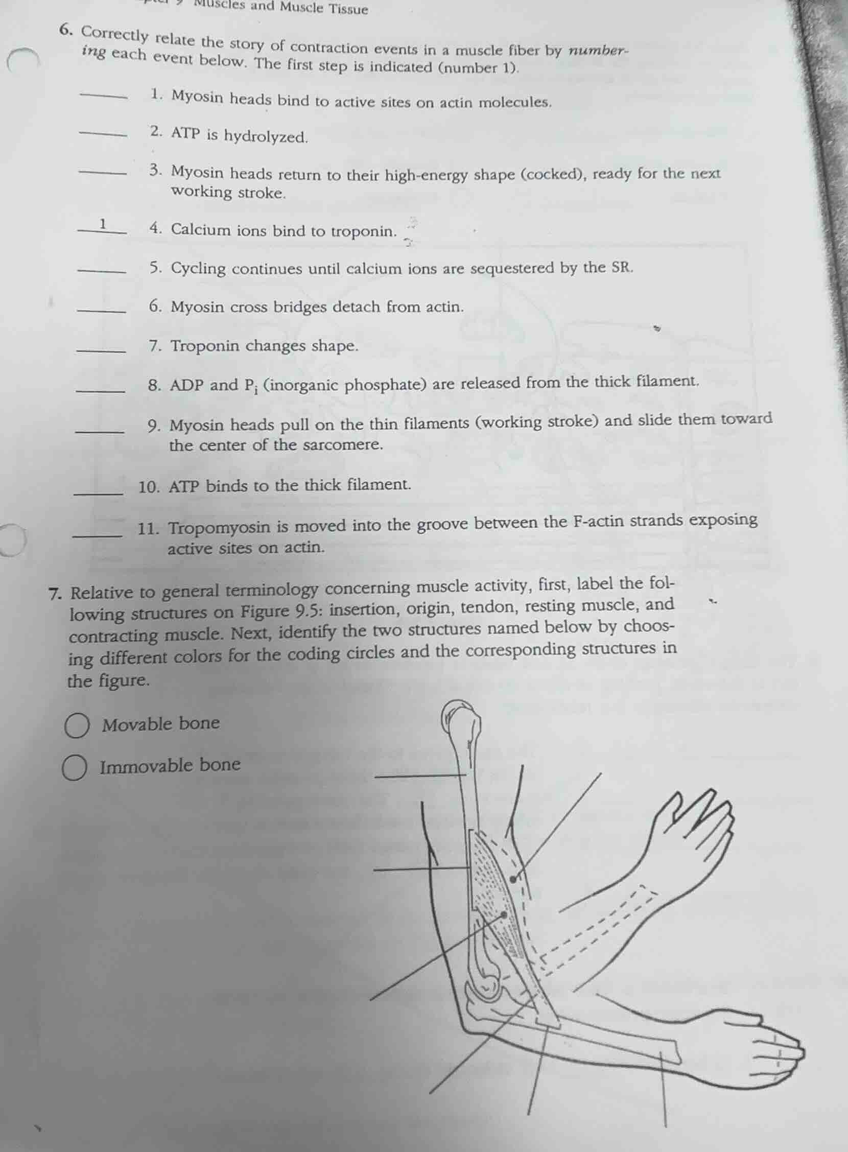 muscles and muscle tissue 6. correctly relate the story of contraction …