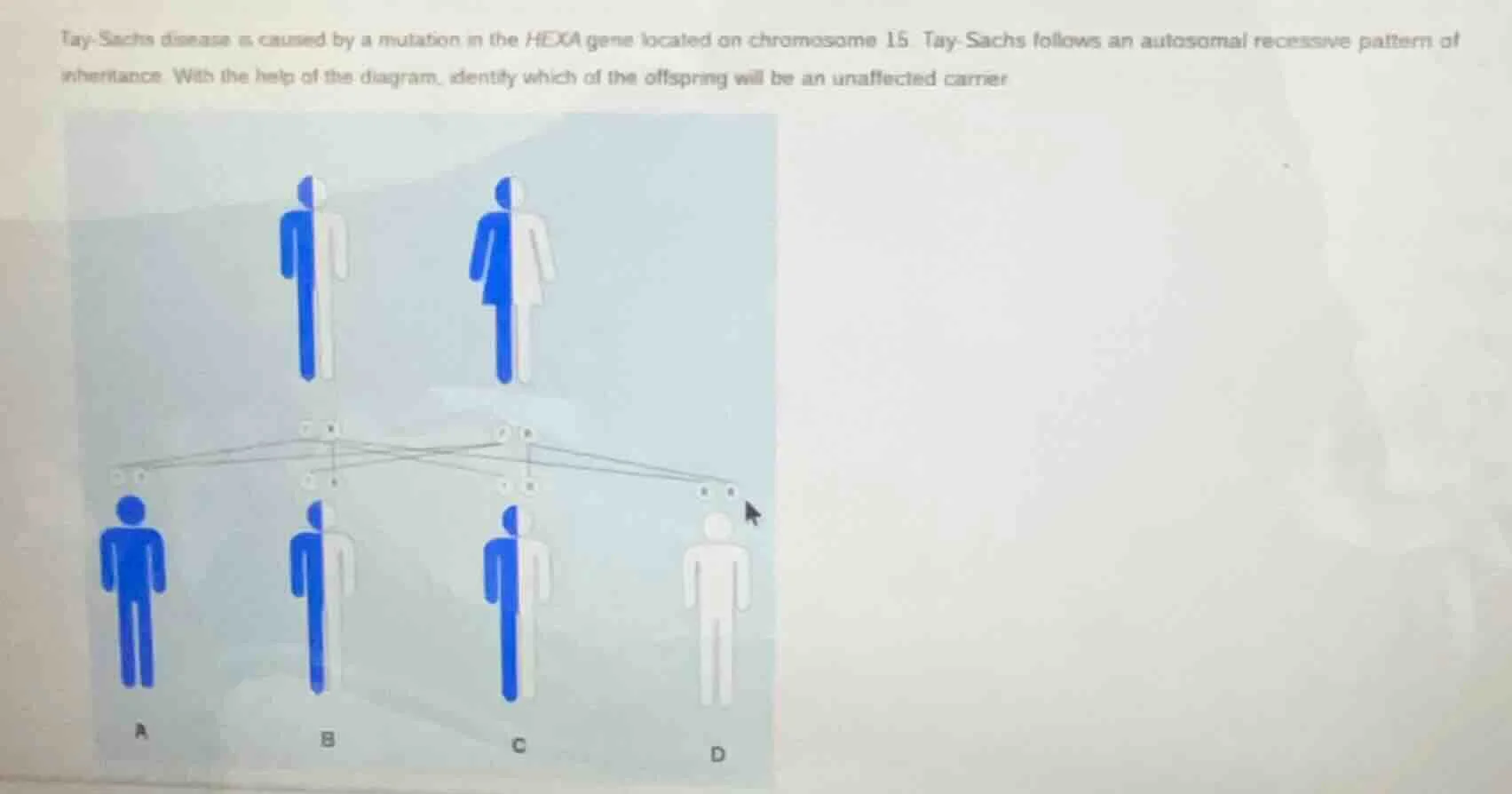 tay - sachs disease is caused by a mutation in the hexa gene located on…