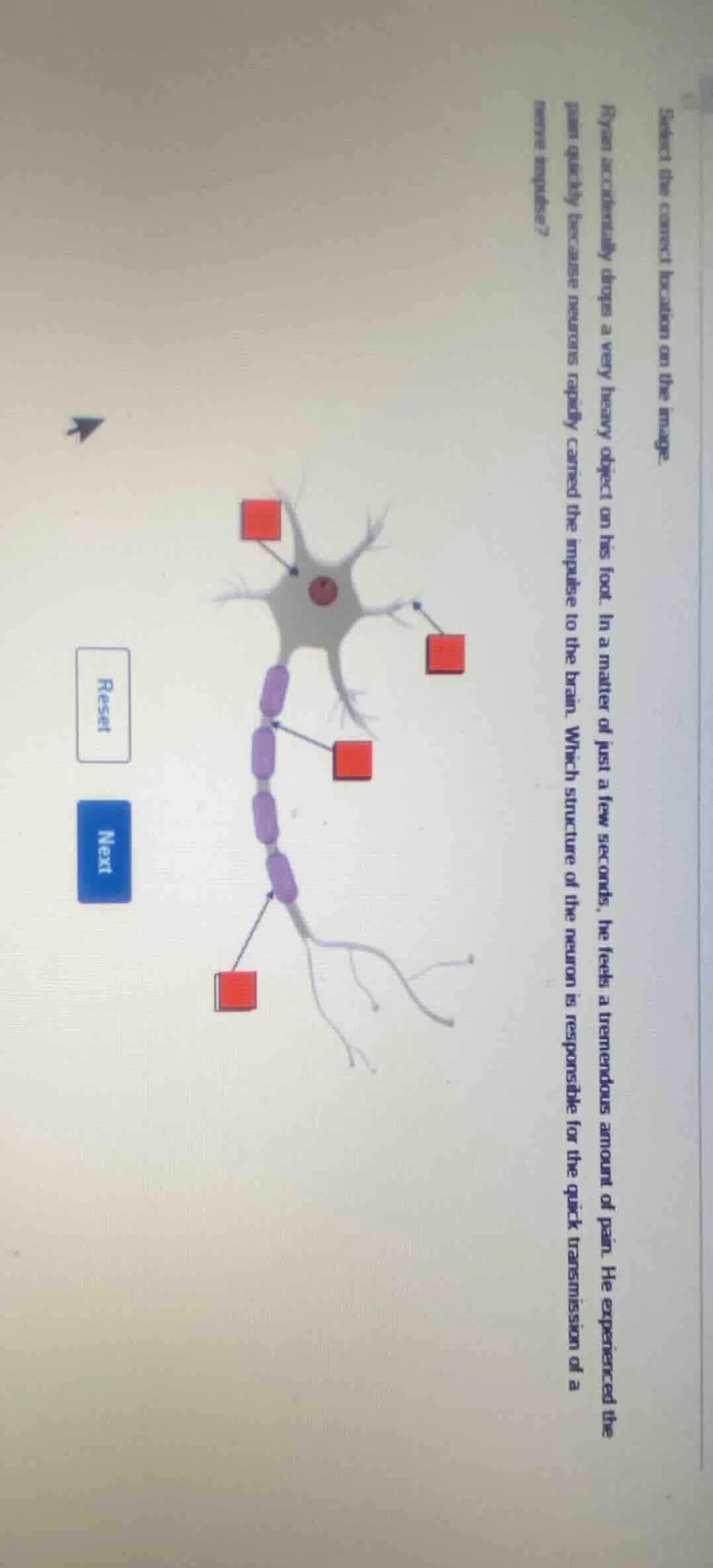 select the correct location on the image. ryan accidentally drops a ver…