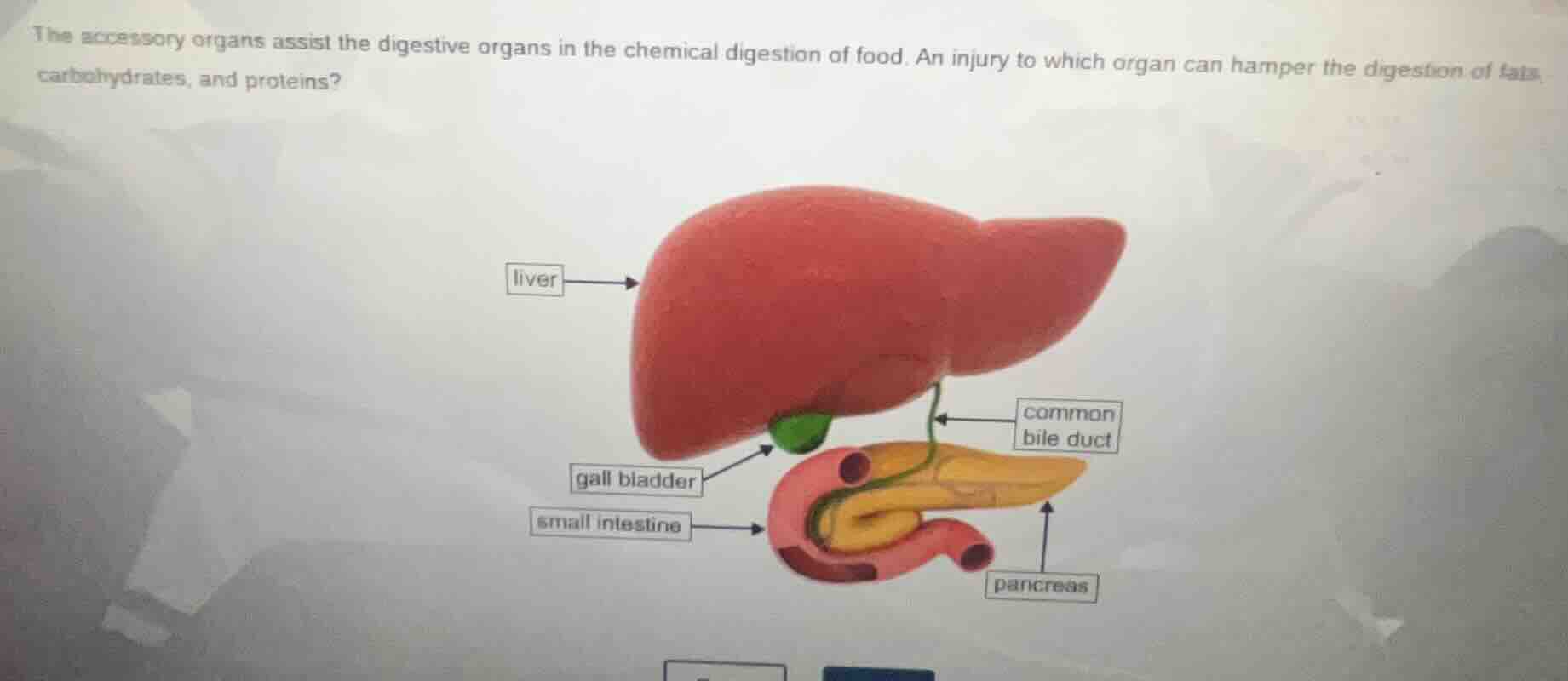 the accessory organs assist the digestive organs in the chemical digest…
