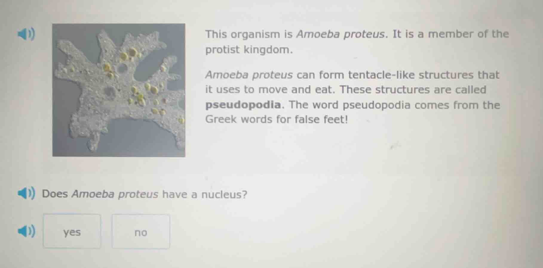 this organism is amoeba proteus. it is a member of the protist kingdom.…