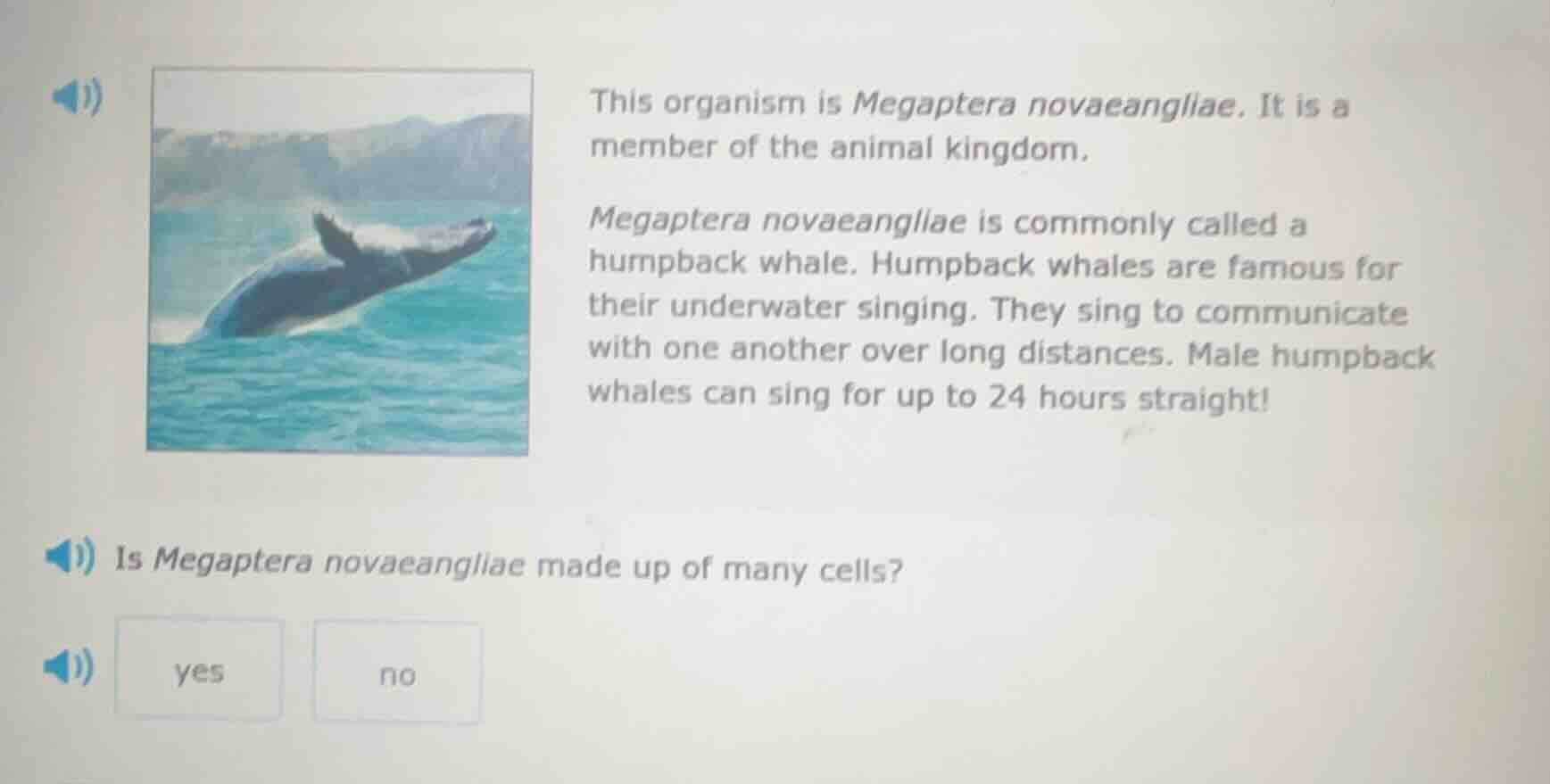 this organism is megaptera novaeangliae. it is a member of the animal k…