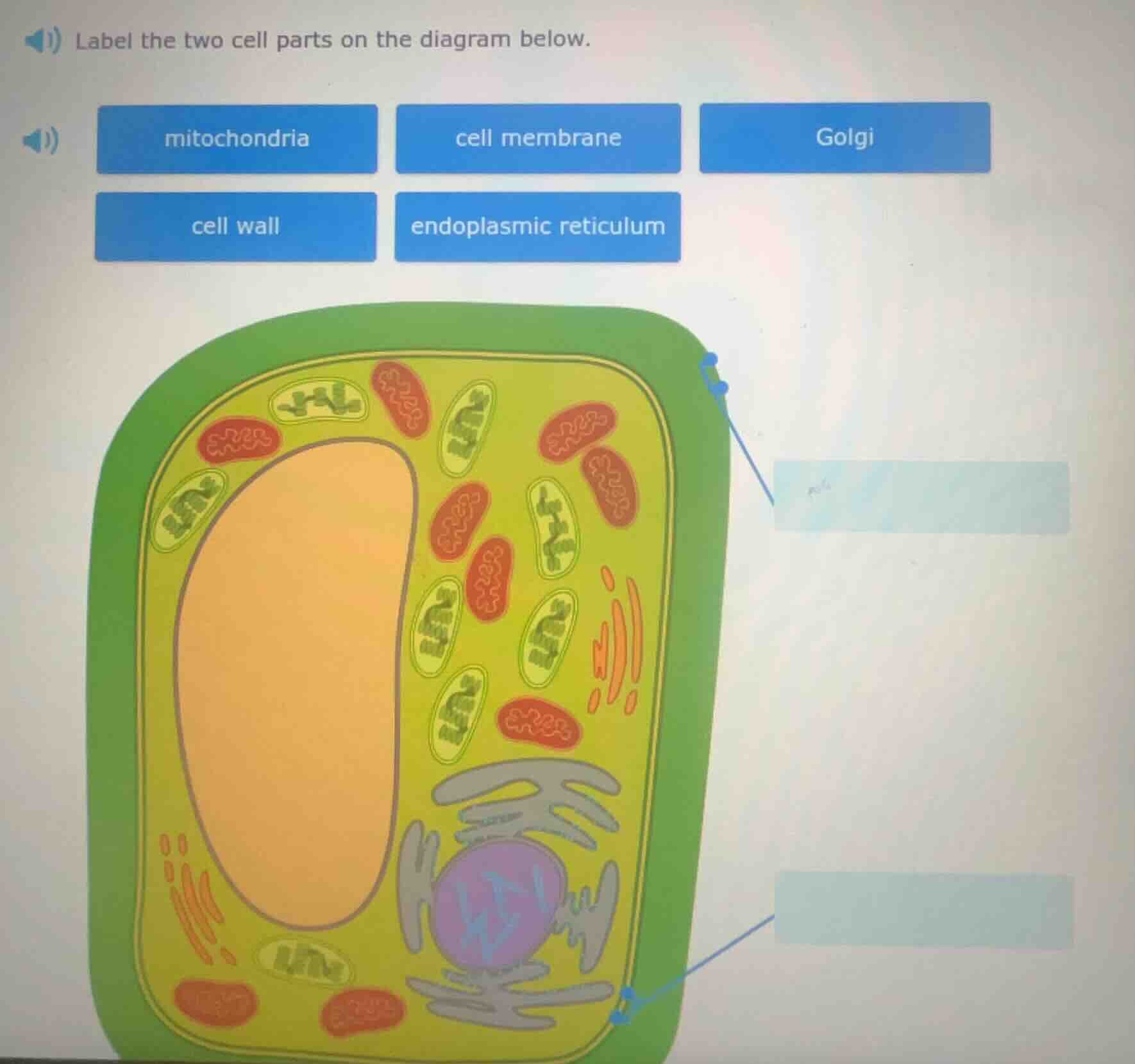label the two cell parts on the diagram below. mitochondria cell membra…