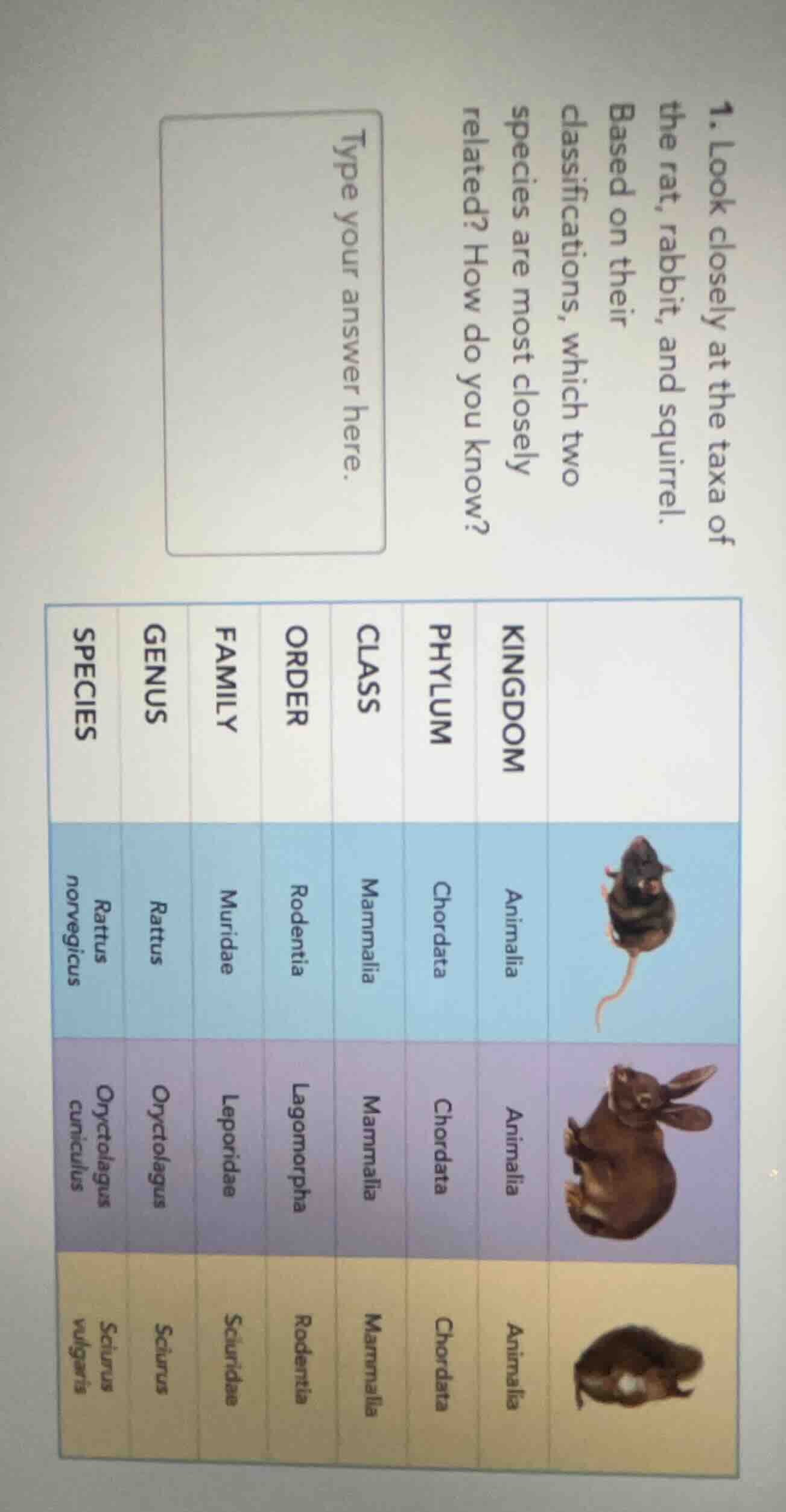 1. look closely at the taxa of the rat, rabbit, and squirrel. based on …