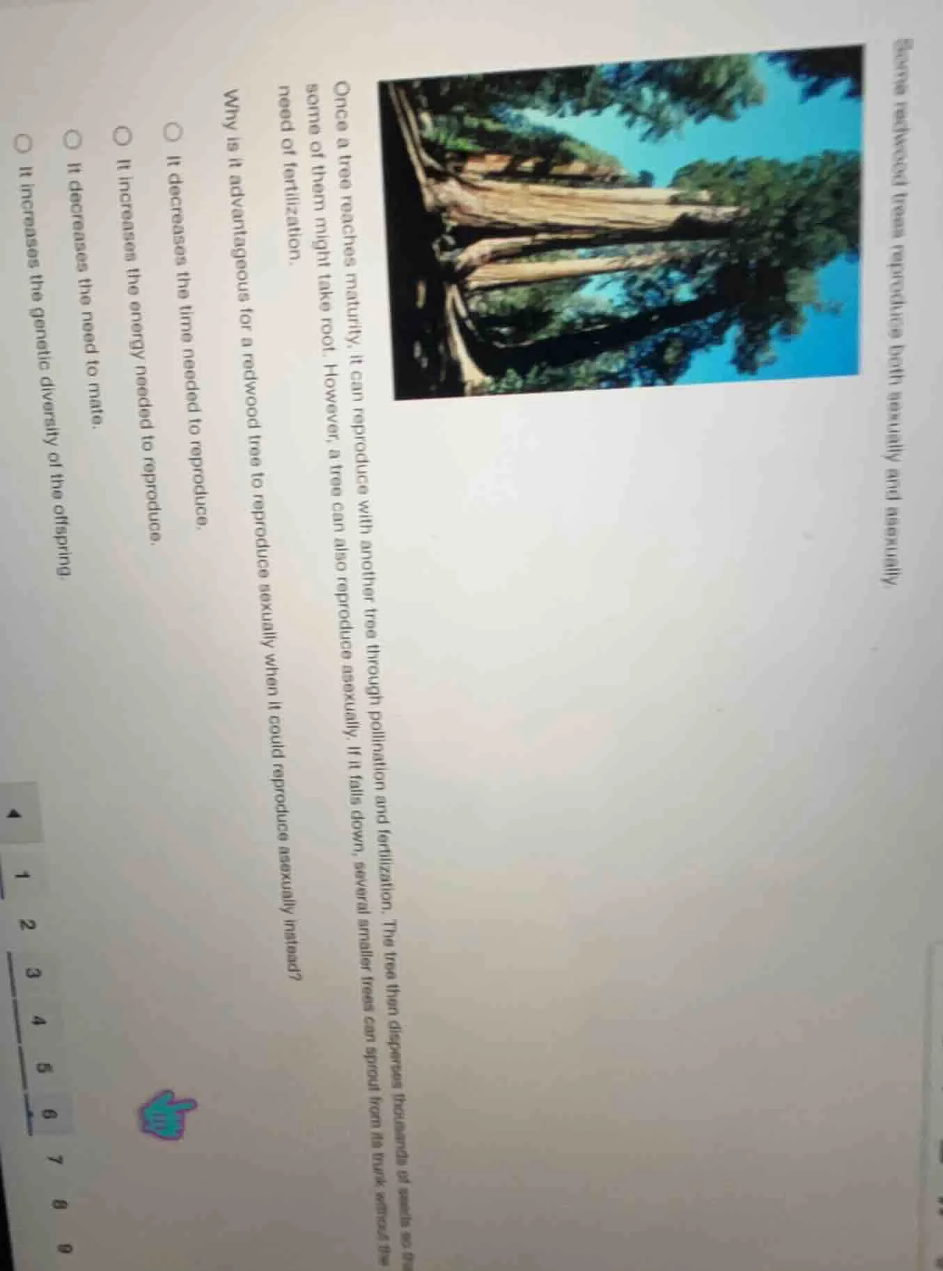 some redwood trees reproduce both sexually and asexually. once a tree r…