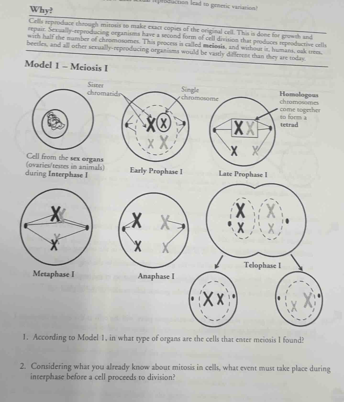 why? cells reproduce through mitosis to make exact copies of the origin…
