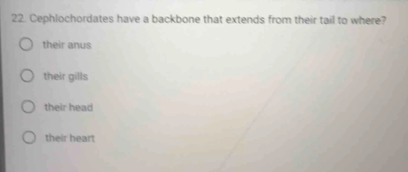 22. cephalochordates have a backbone that extends from their tail to wh…