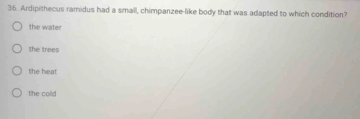 36. ardipithecus ramidus had a small, chimpanzee - like body that was a…