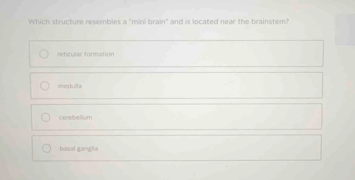 which structure resembles a \mini brain\ and is located near the brains…