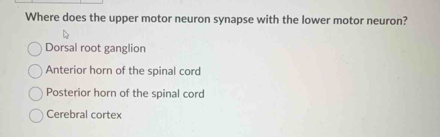 where does the upper motor neuron synapse with the lower motor neuron? …