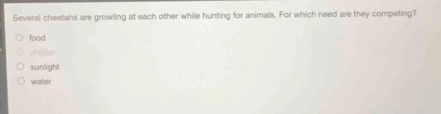 several cheetahs are growling at each other while hunting for animals. …