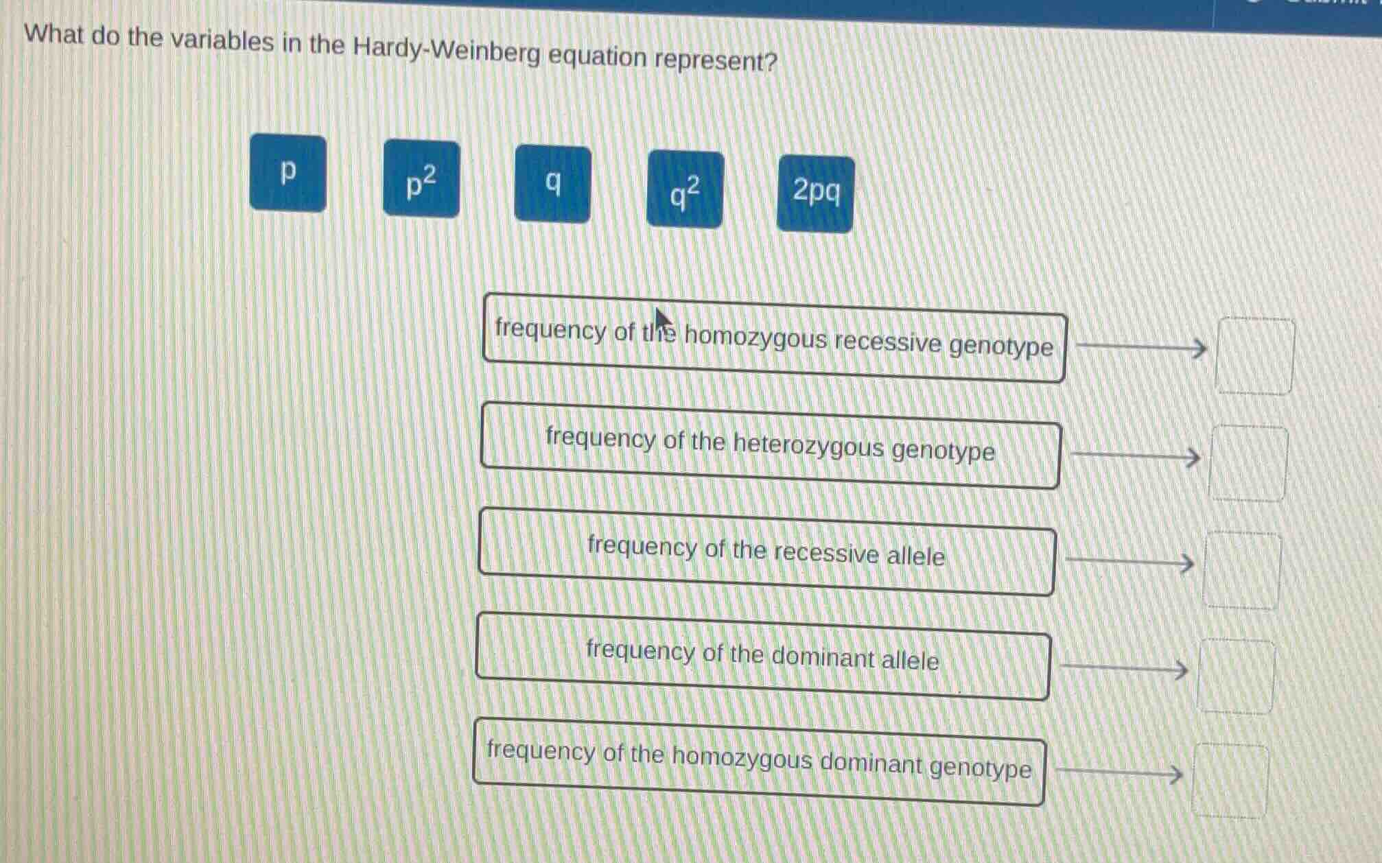 what do the variables in the hardy-weinberg equation represent? p p² q …