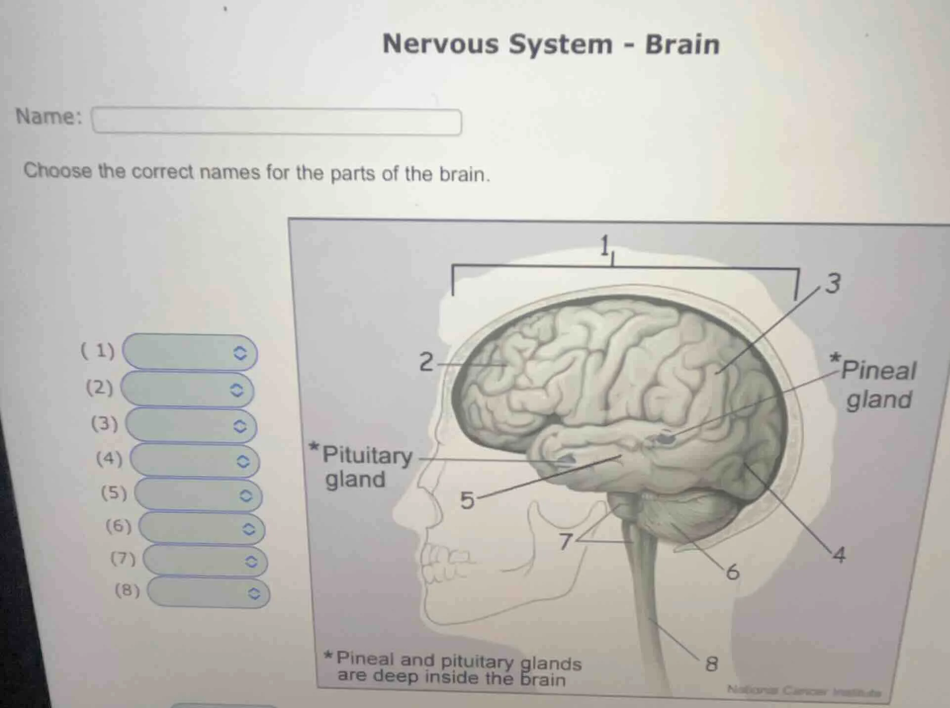 nervous system - brain name: choose the correct names for the parts of …