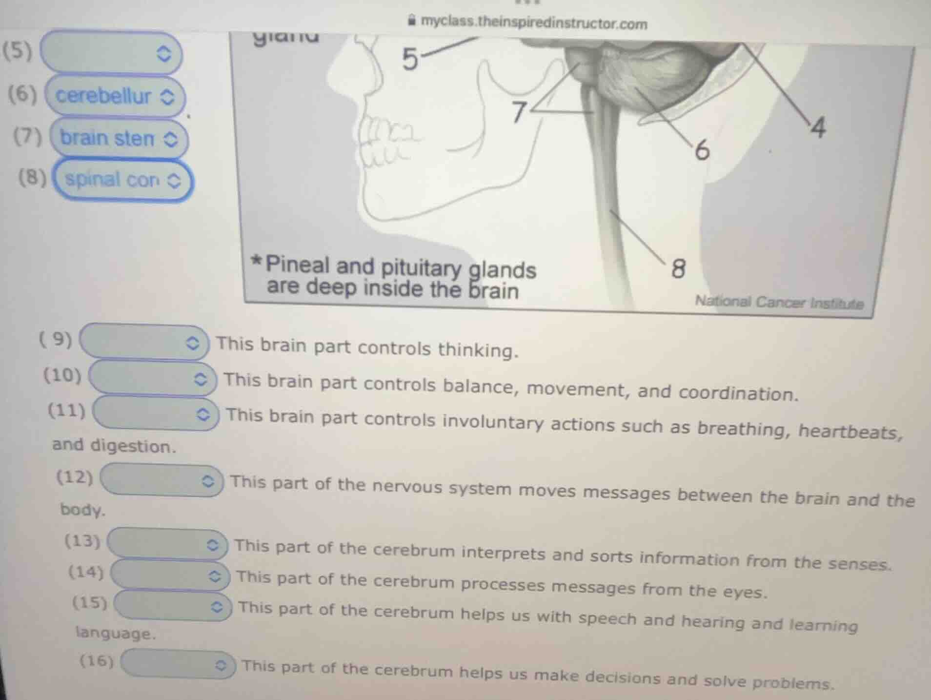 (5) (6) cerebellur (7) brain sten (8) spinal con *pineal and pituitary …