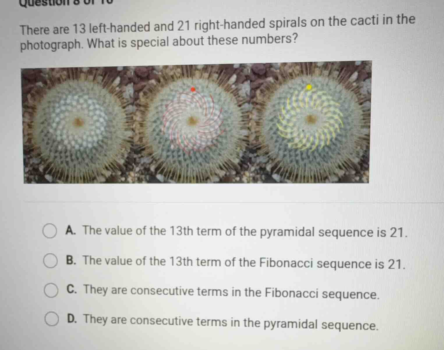 there are 13 left - handed and 21 right - handed spirals on the cacti i…