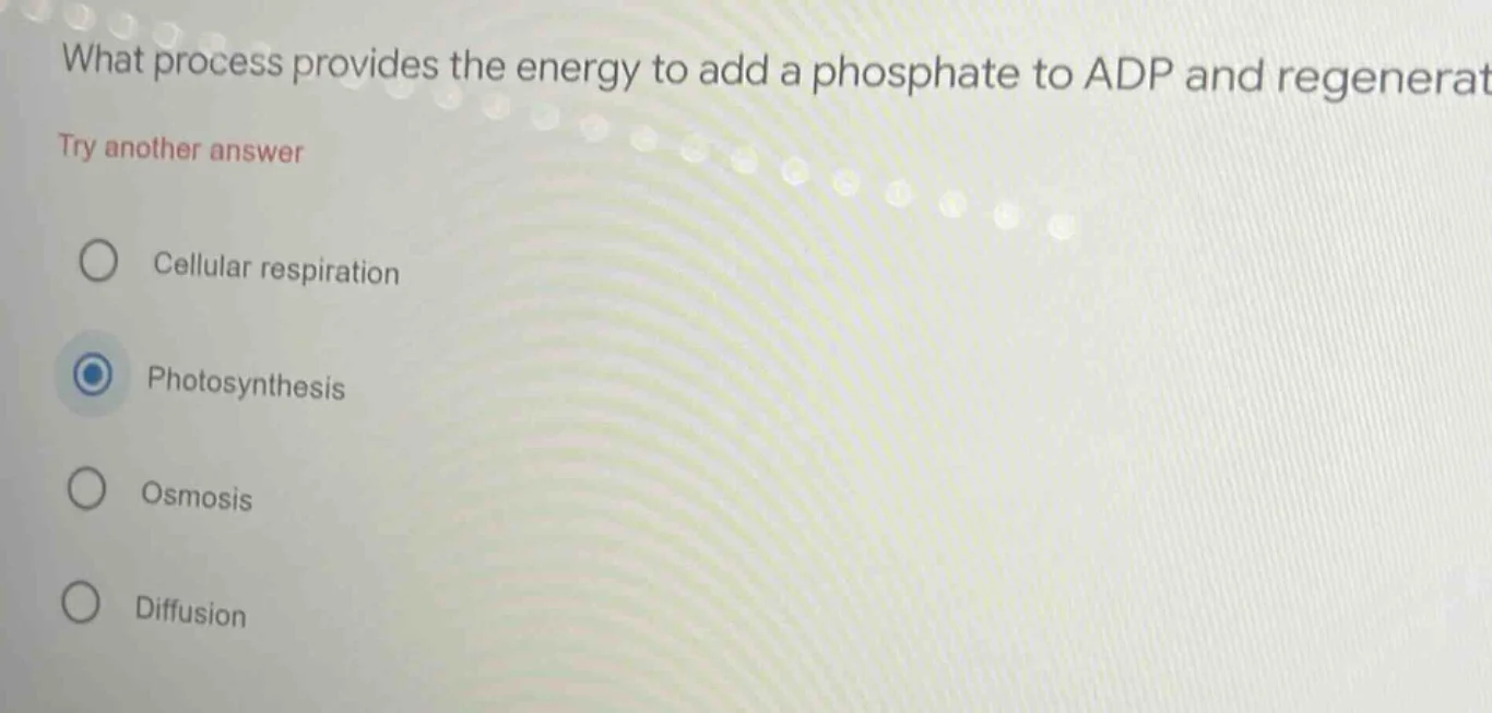 what process provides the energy to add a phosphate to adp and regenera…