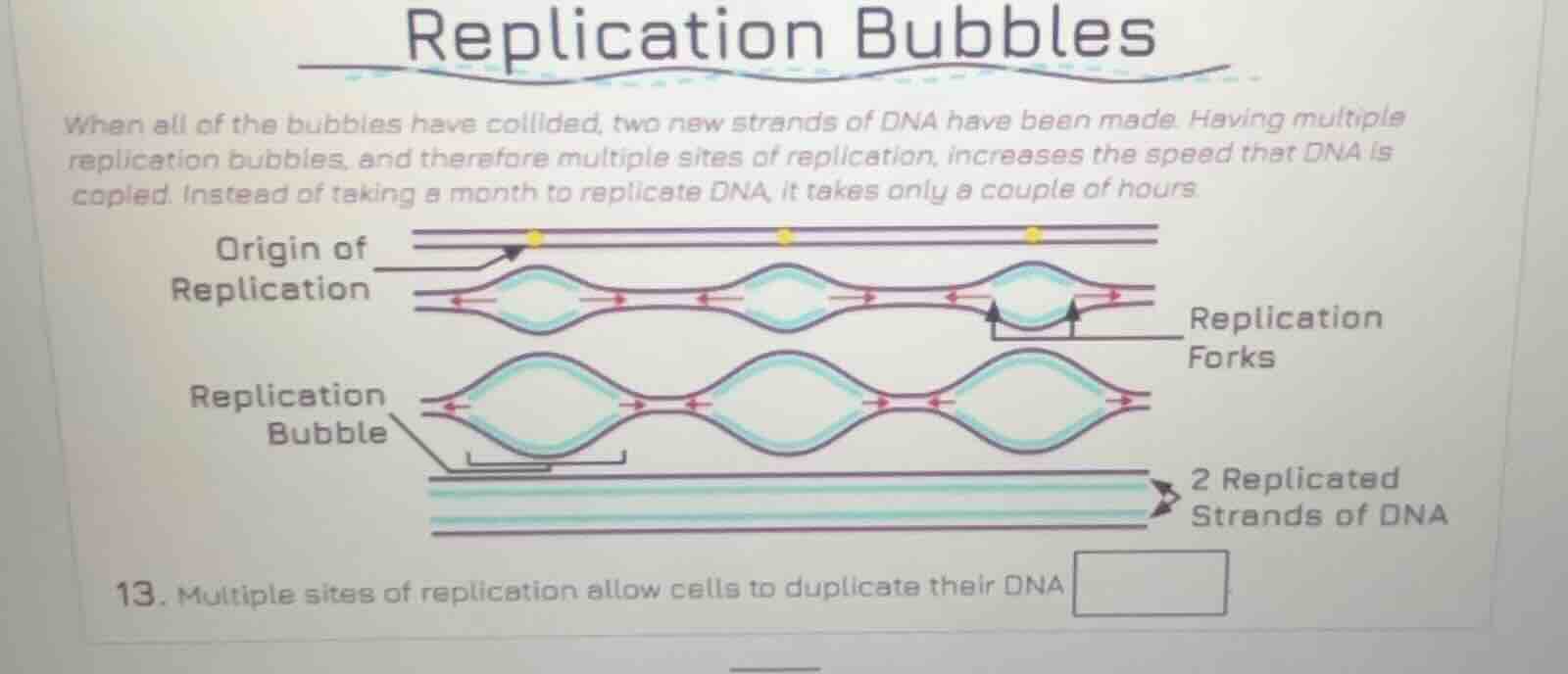 replication bubbles when all of the bubbles have collided, two new stra…