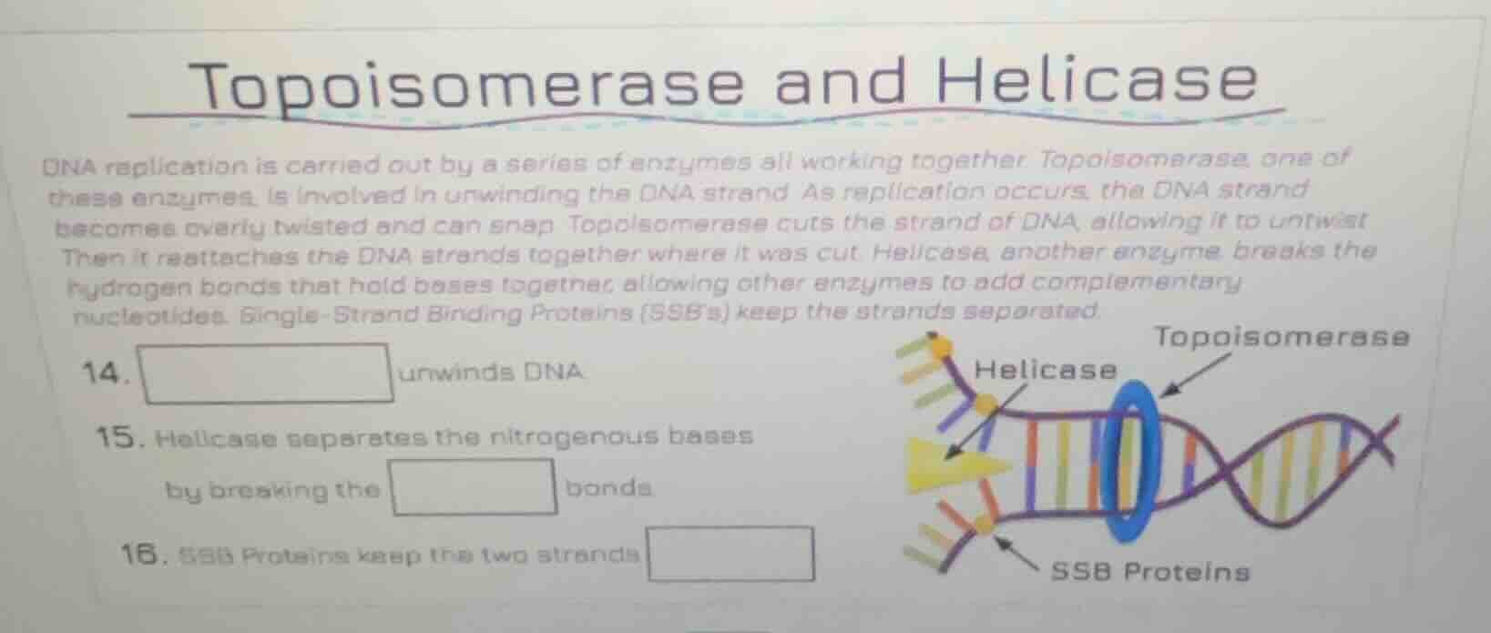 topoisomerase and helicase dna replication is carried out by a series o…