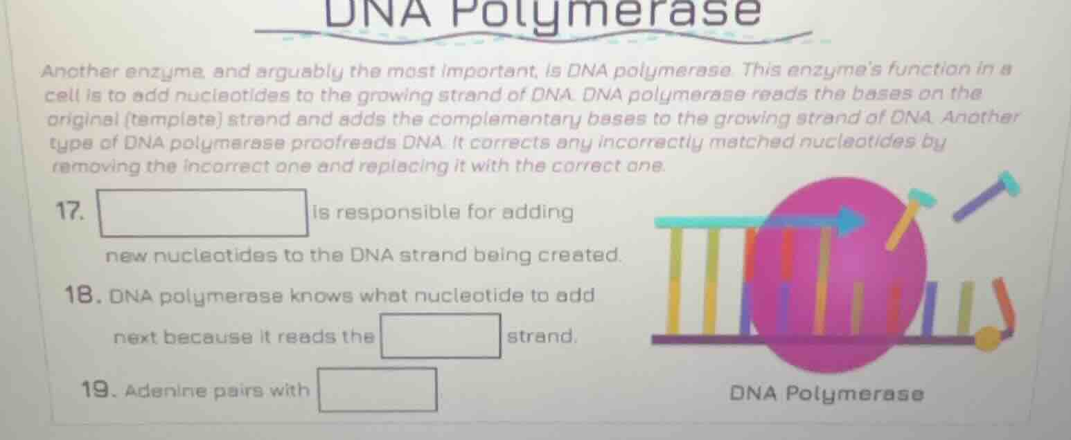 dna polymerase another enzyme, and arguably the most important, is dna …